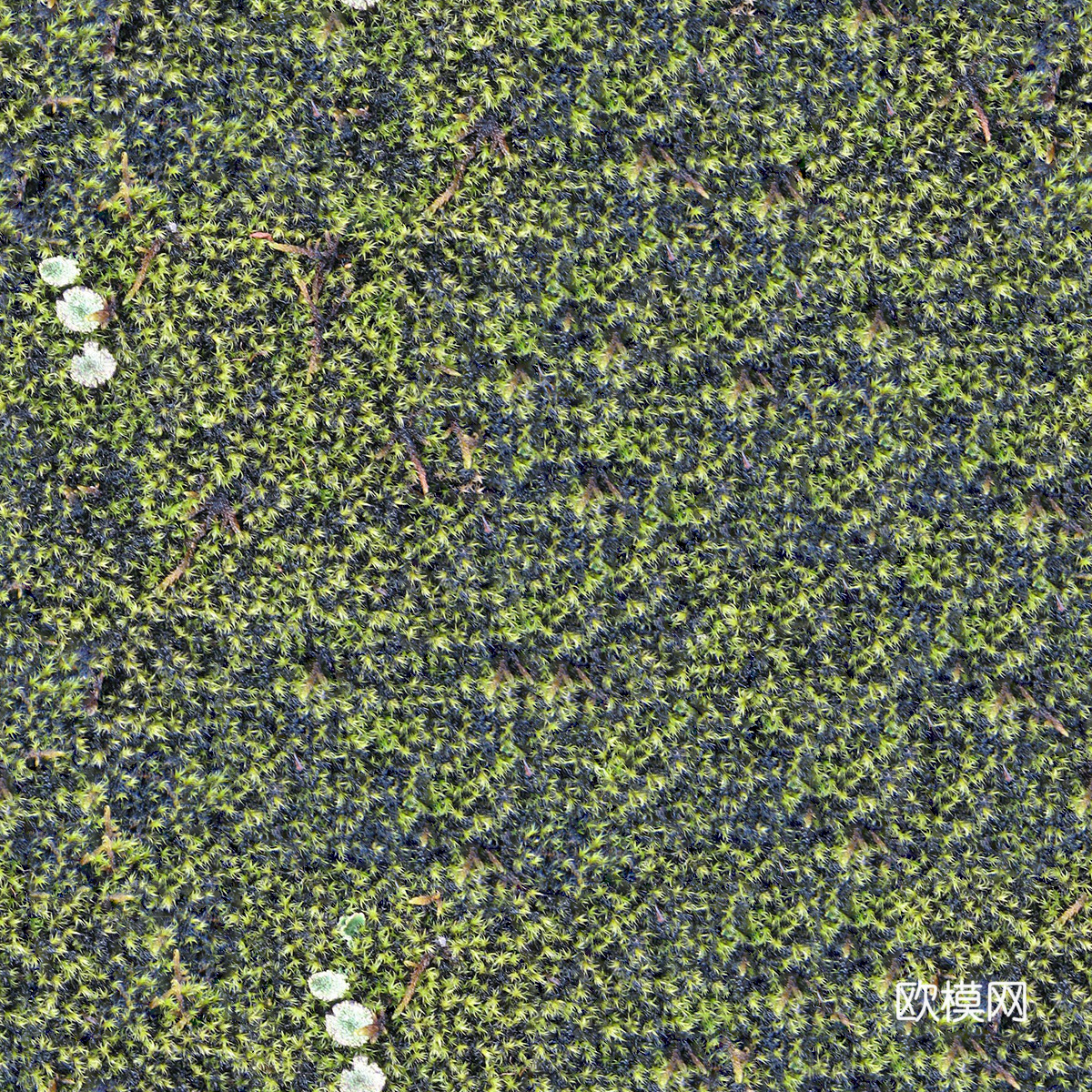 地衣地被苔藓植物7