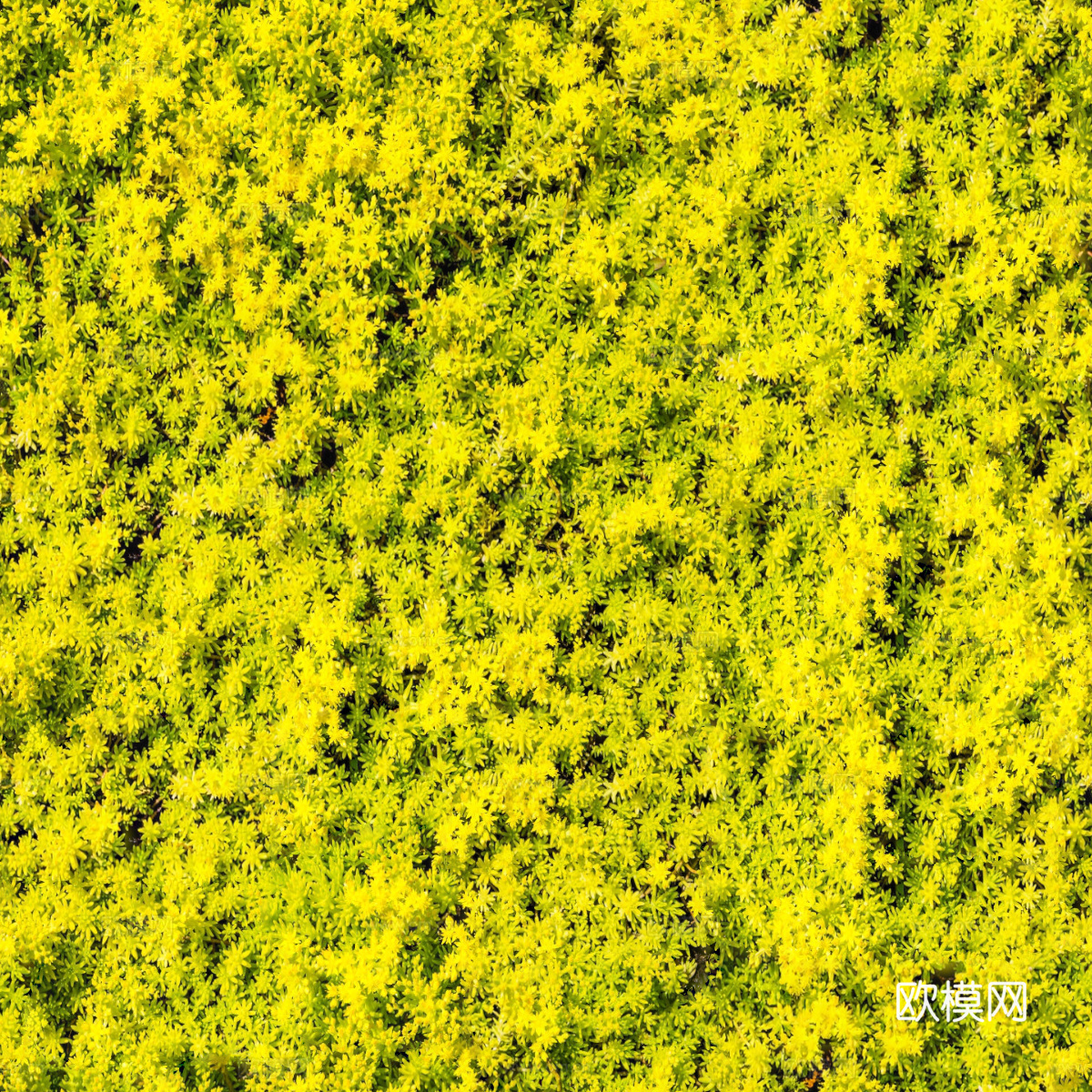 地衣，杂草，野草地10