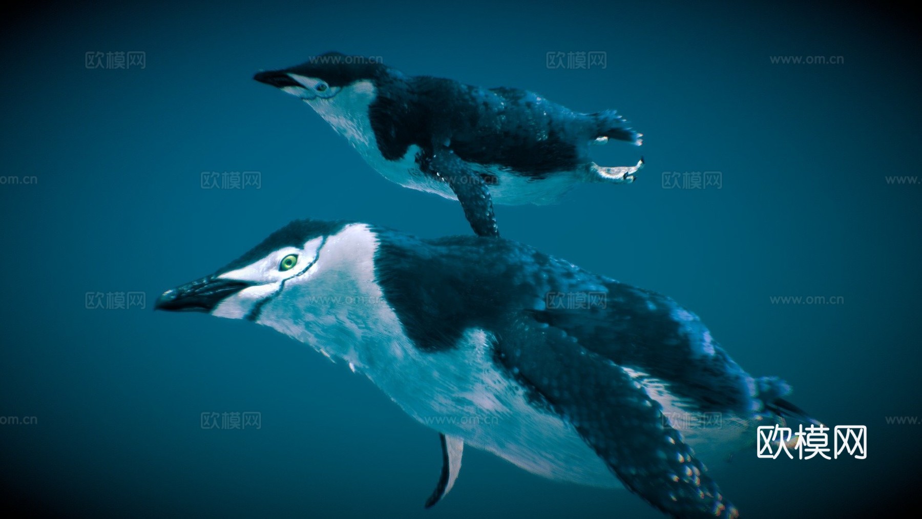 南极企鹅水下3d模型下载（渲染图1）
