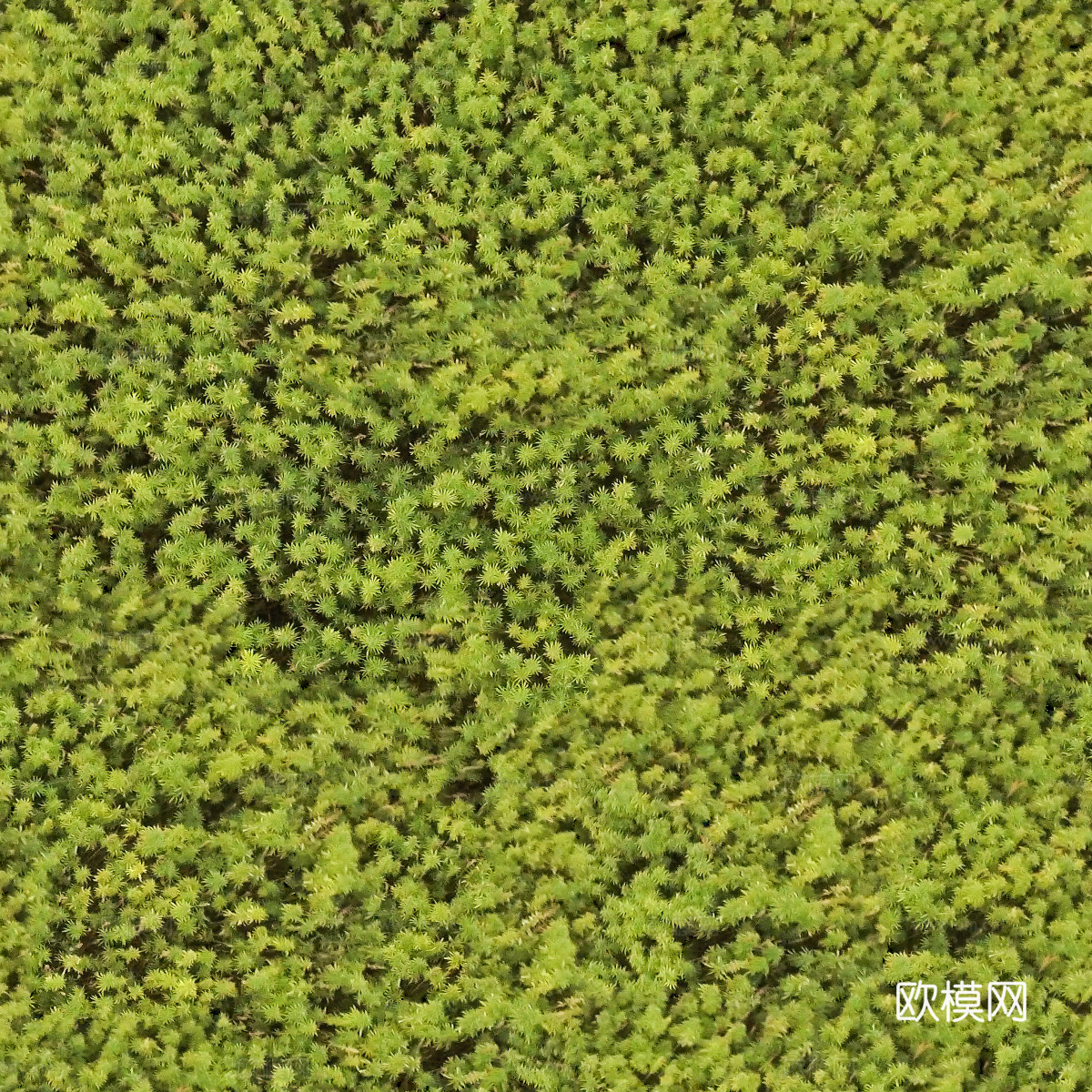 地衣地被苔藓植物19