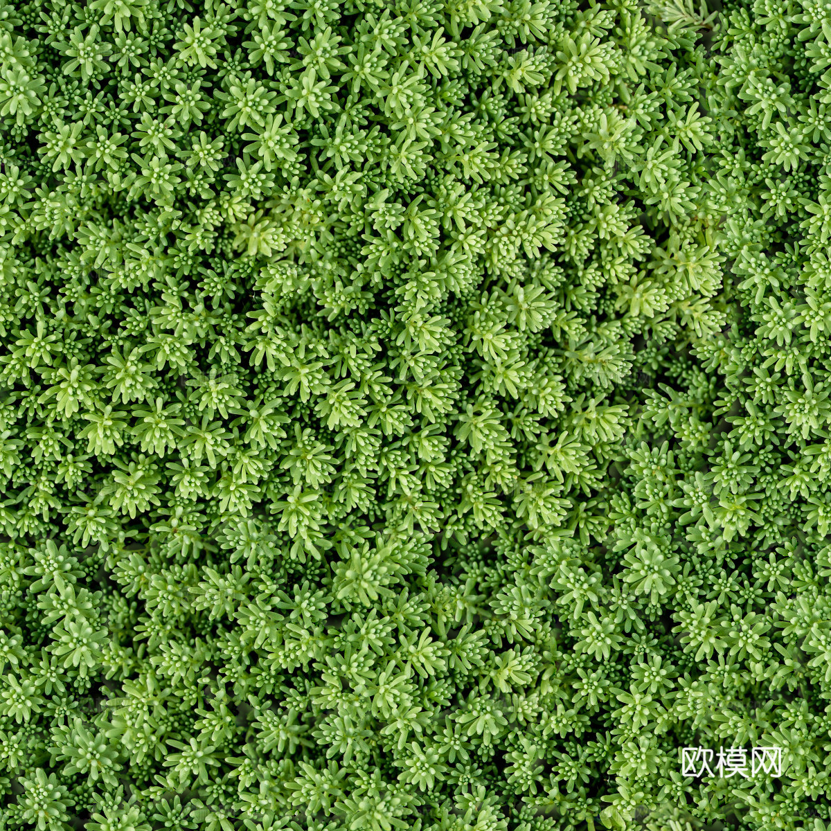 地衣地被苔藓植物21
