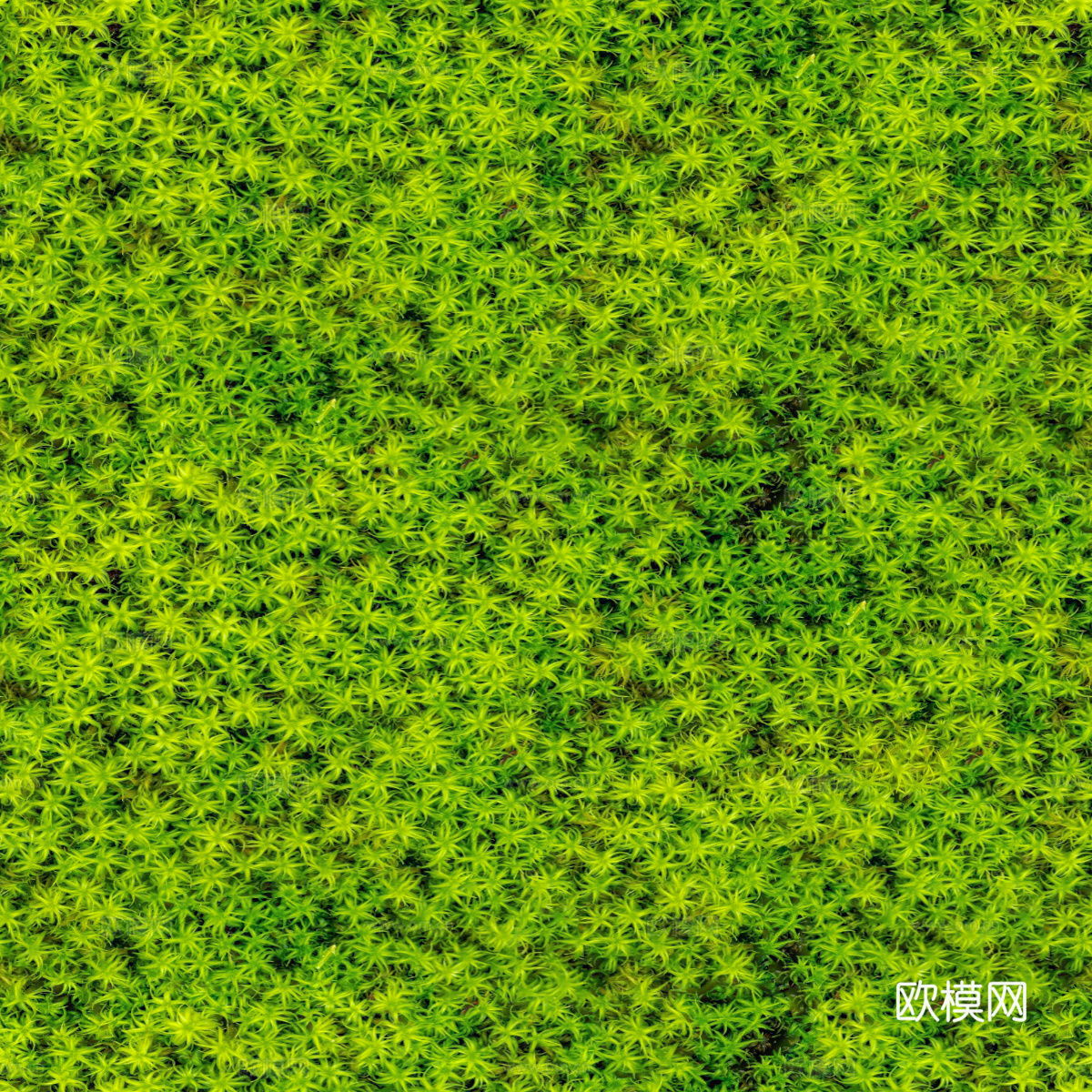 地衣地被苔藓植物14