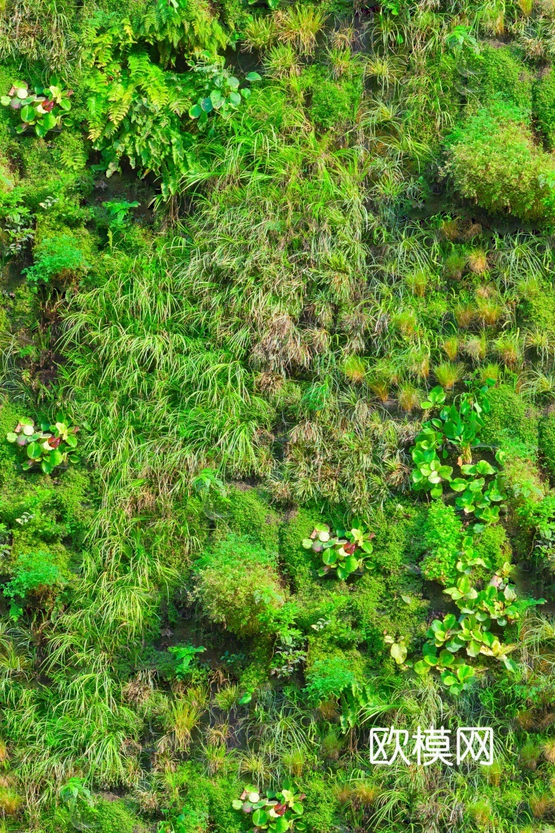 垂直绿植墙，生态绿植墙绿化墙18