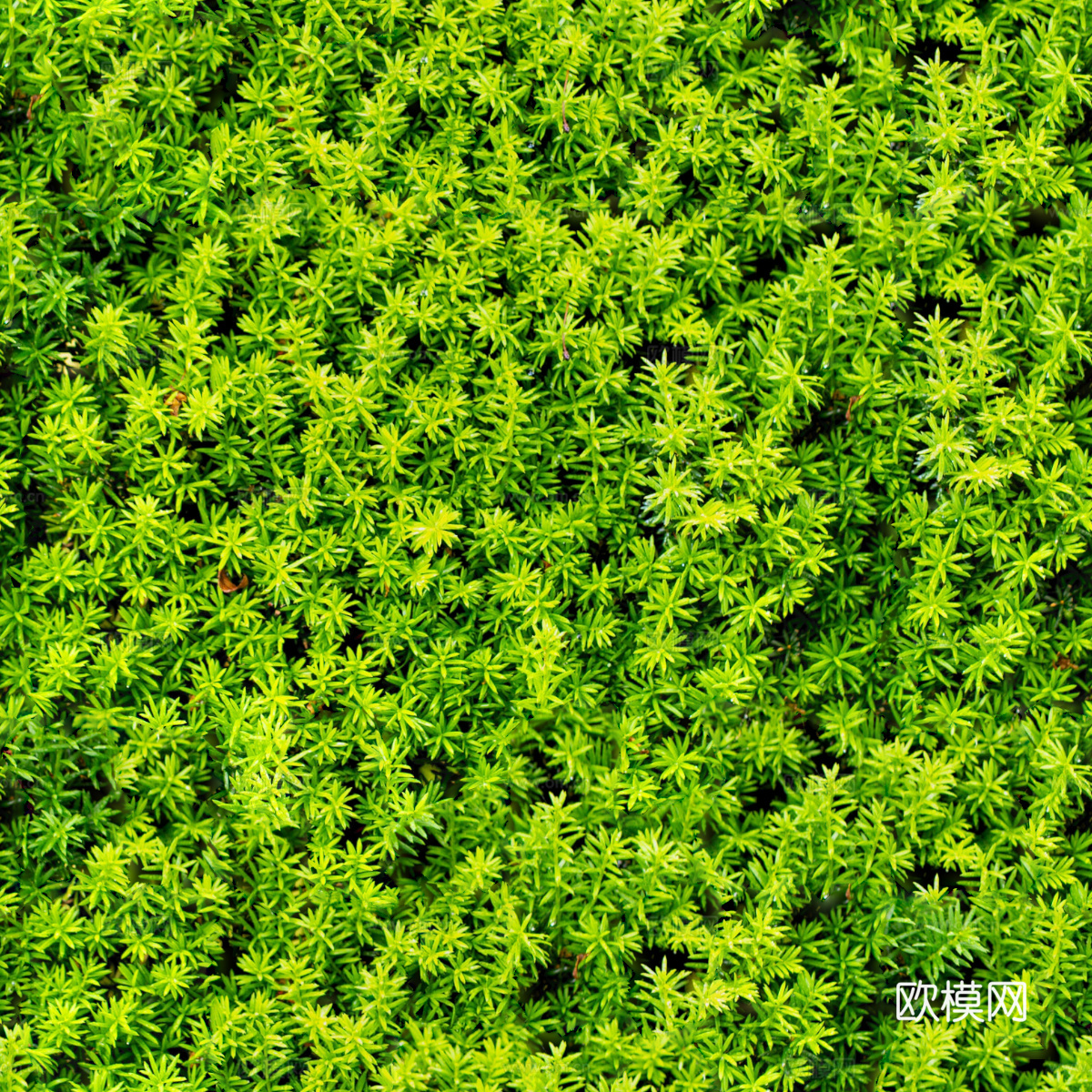 地衣，杂草，野草地41