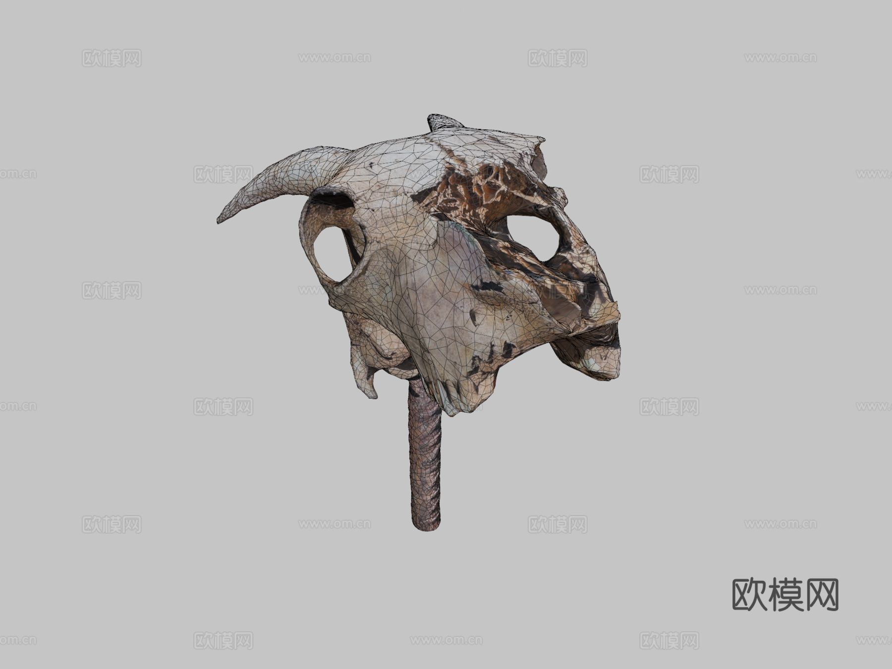 山羊头骨3d模型下载（渲染图2）