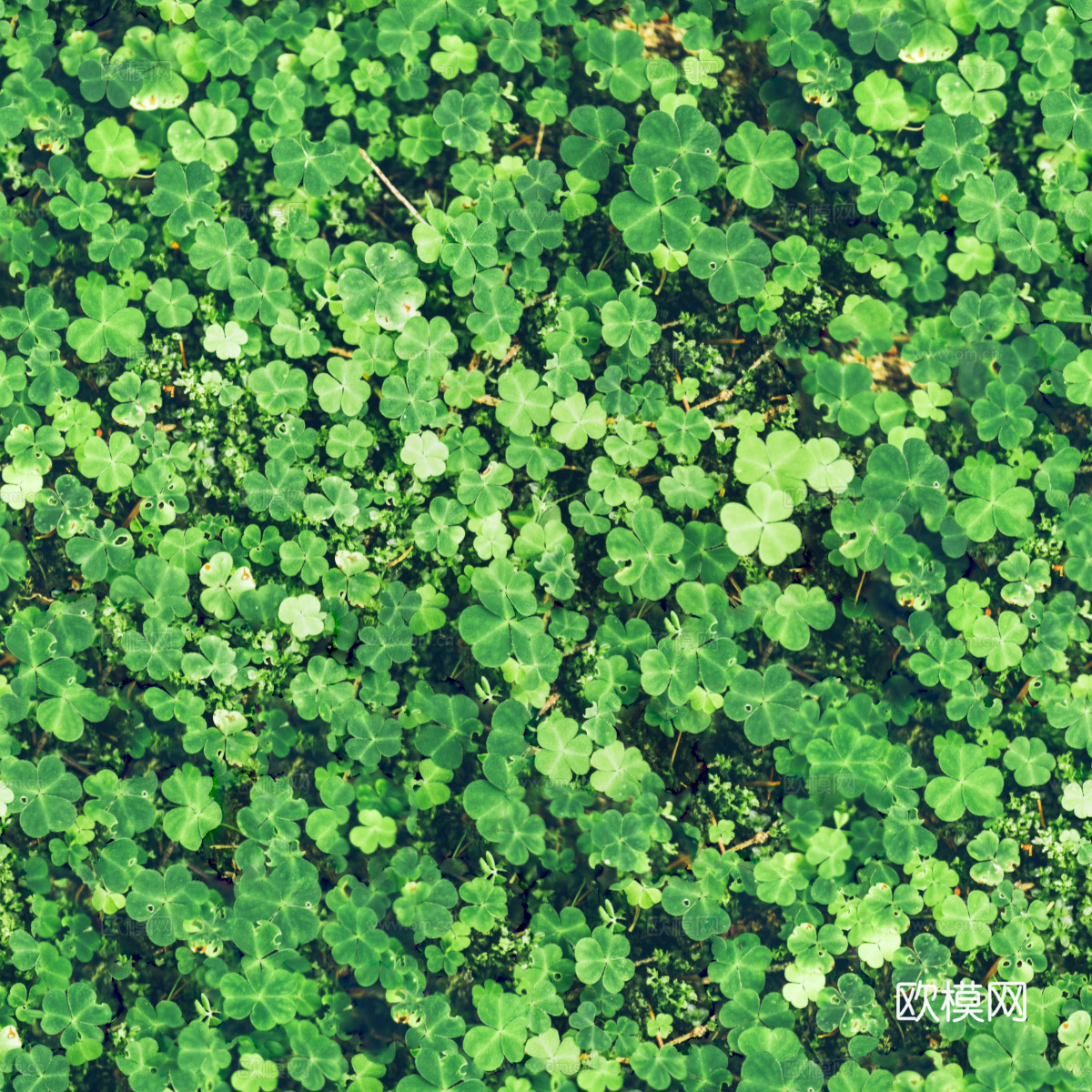 地衣，杂草，野草地11