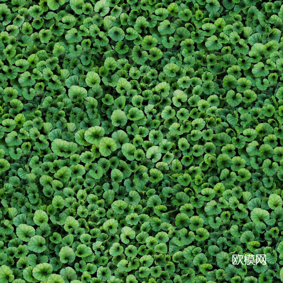 地衣，杂草，野草地65