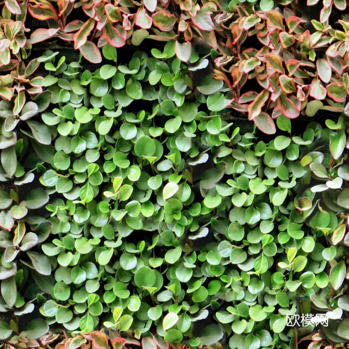 垂直绿植墙，生态绿植墙绿化墙61下载