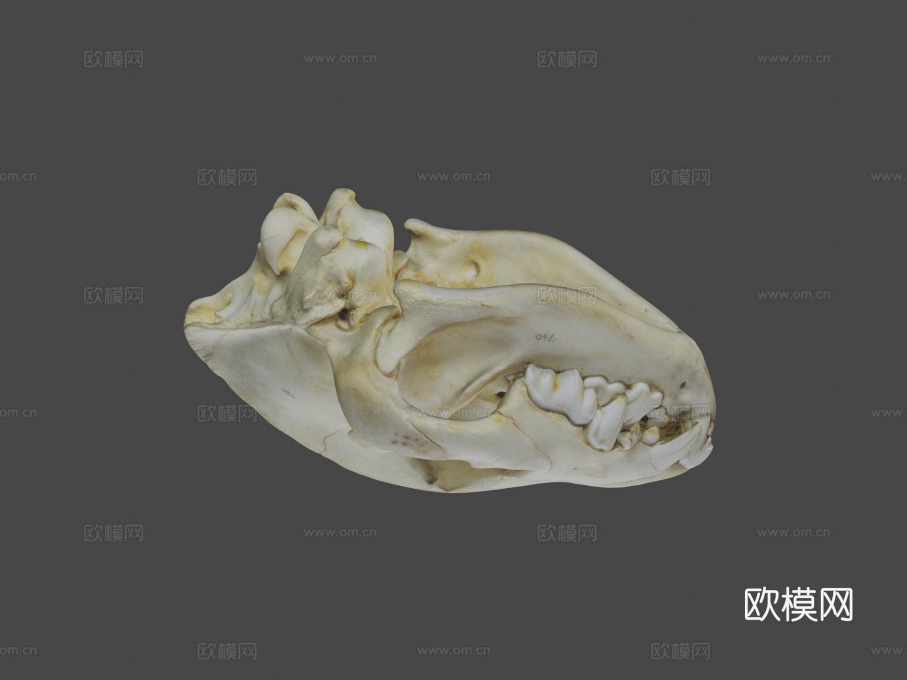 UWYMVMamm5840斑鬣狗头骨3d模型下载（渲染图7）