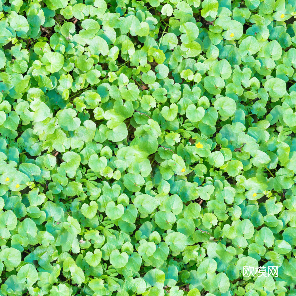 地衣，杂草，野草地18