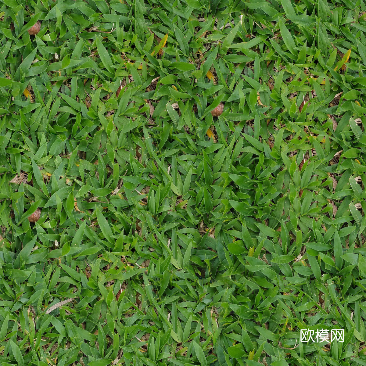 地衣，杂草，野草地57