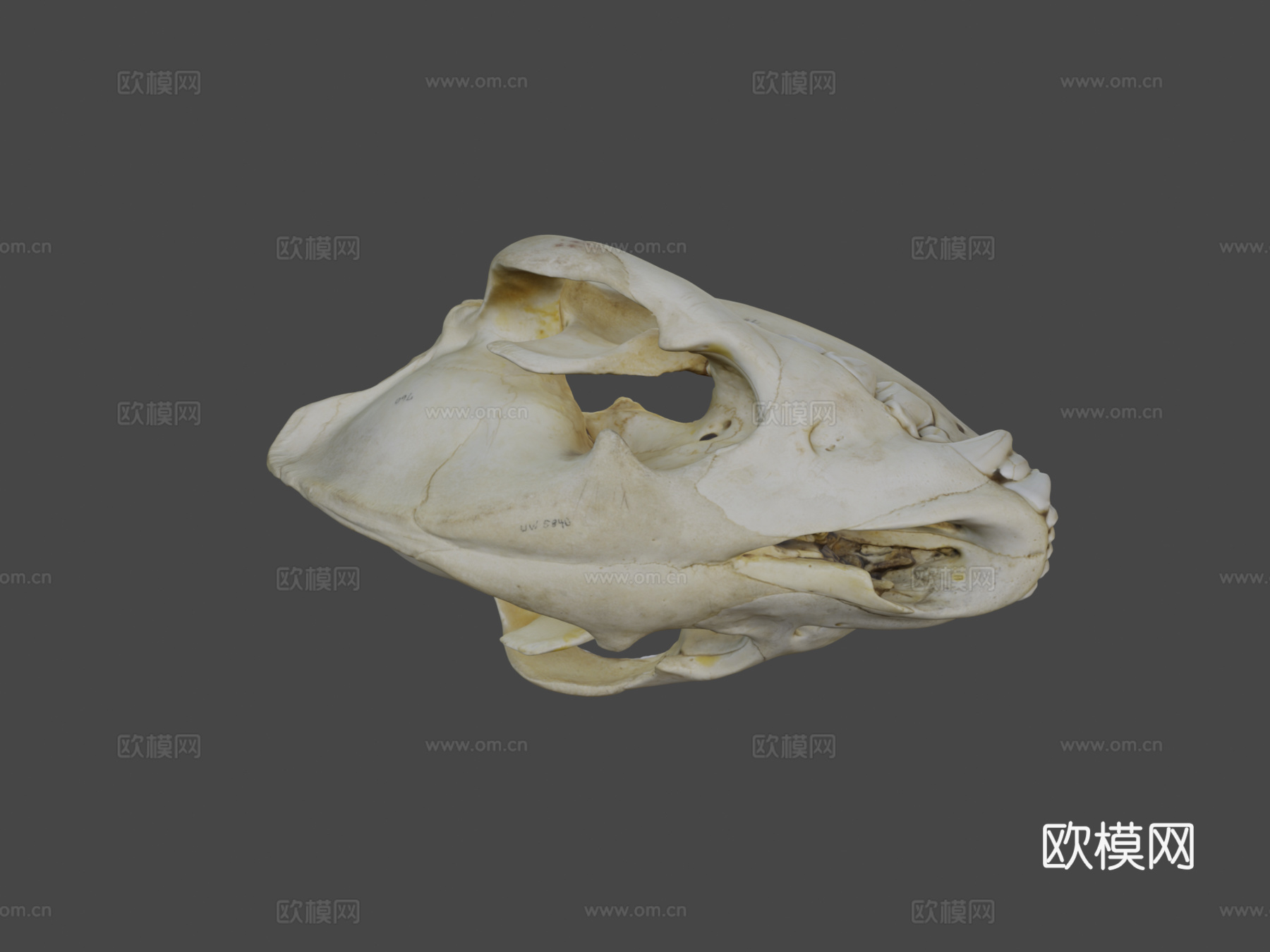 UWYMVMamm5840斑鬣狗头骨3d模型下载（渲染图6）