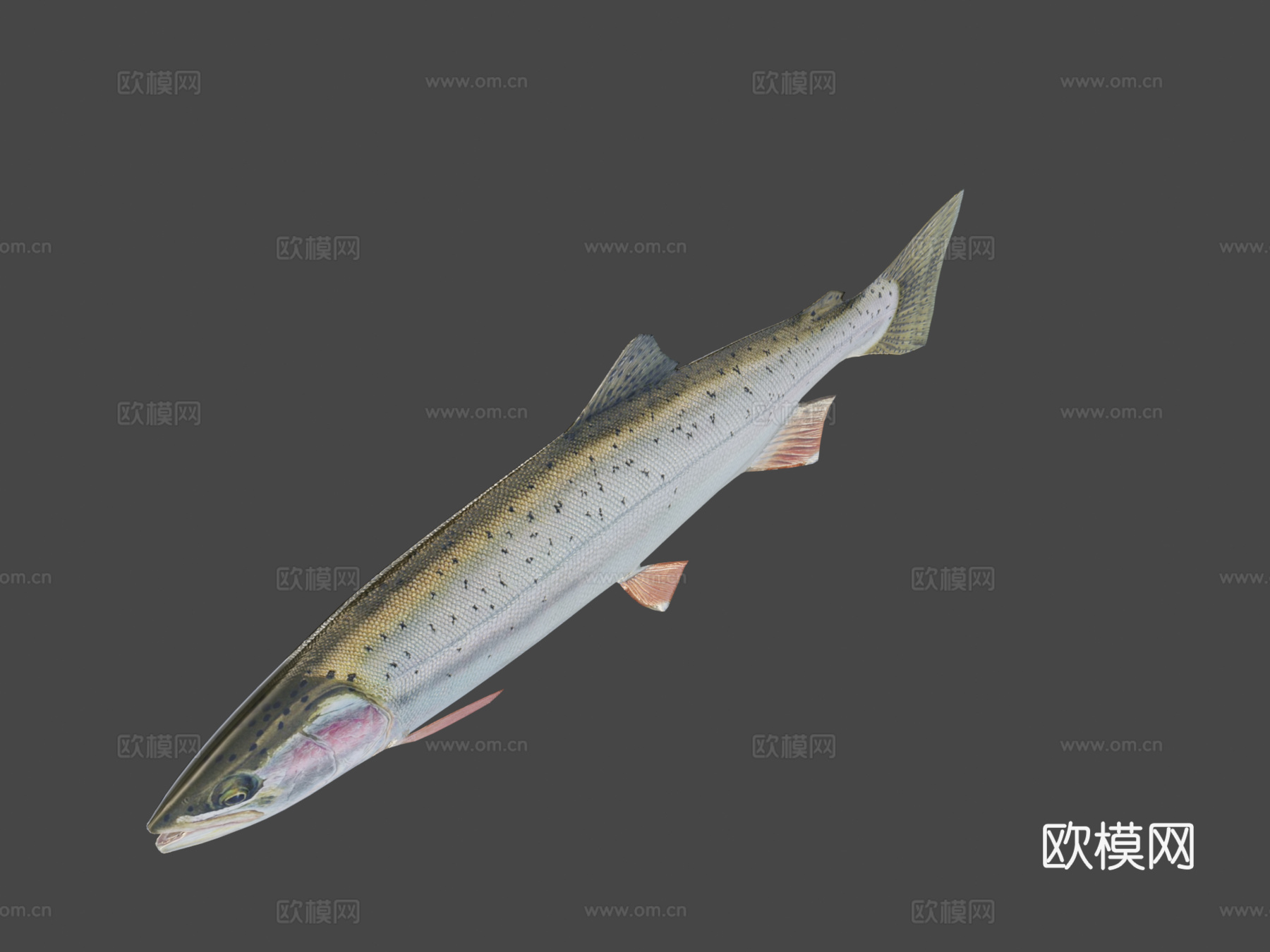 鳟鱼3d模型下载（渲染图8）