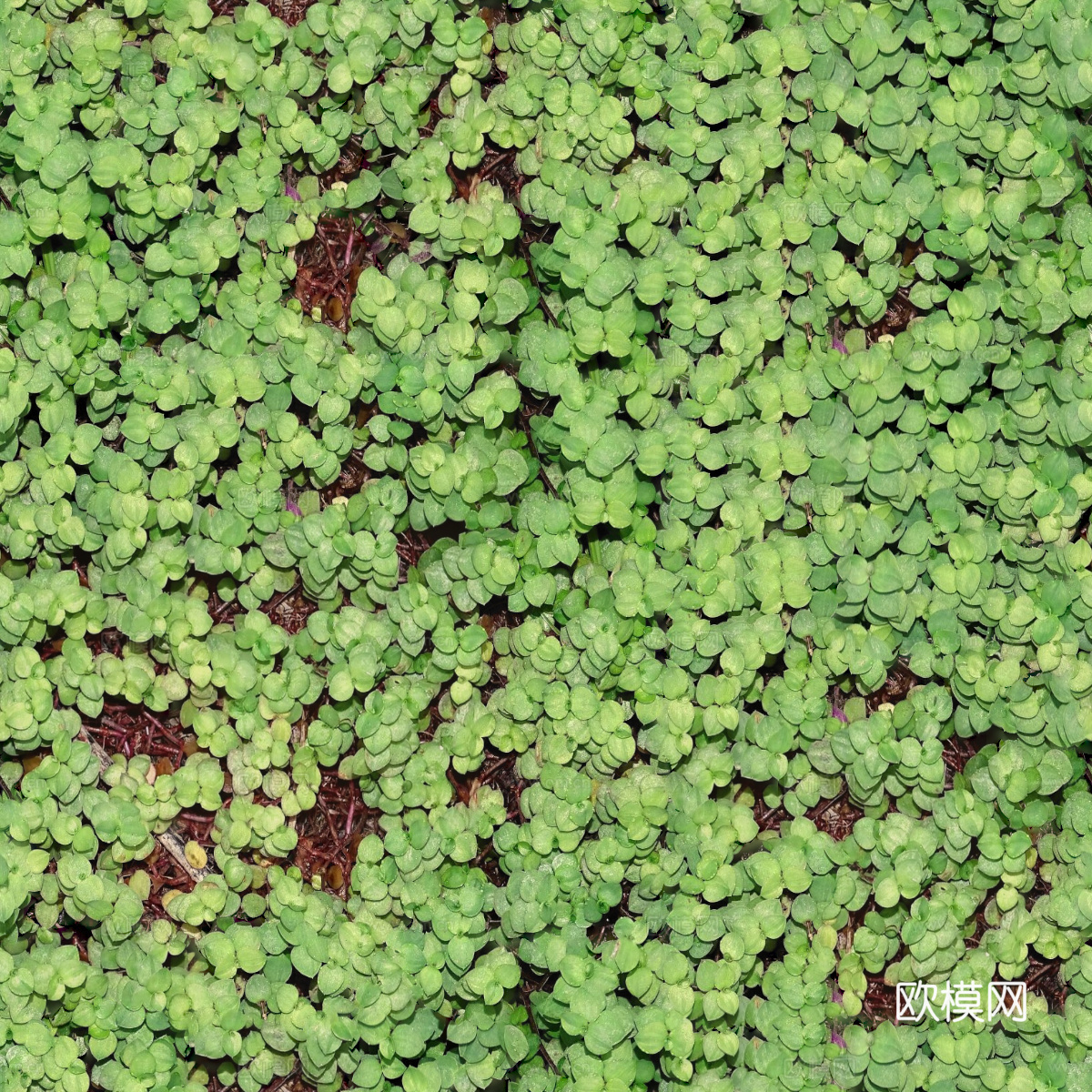 地衣，杂草，野草地21