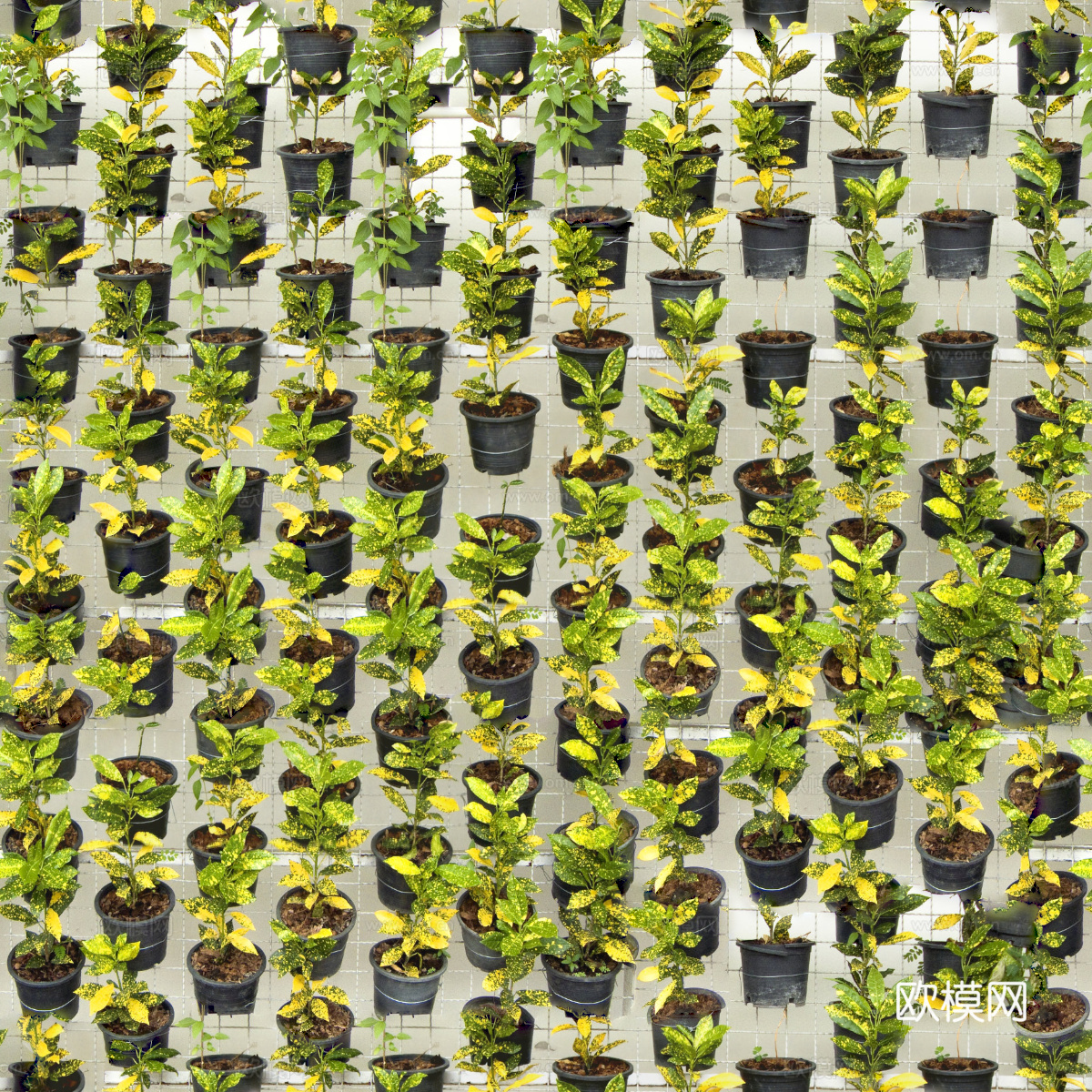 垂直绿植墙，生态绿植墙绿化墙107下载