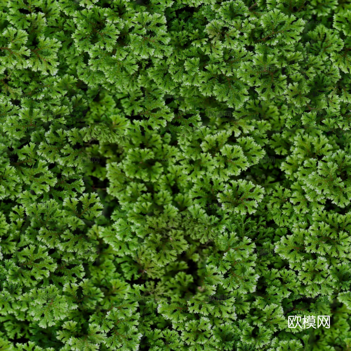 地衣，杂草，野草地50