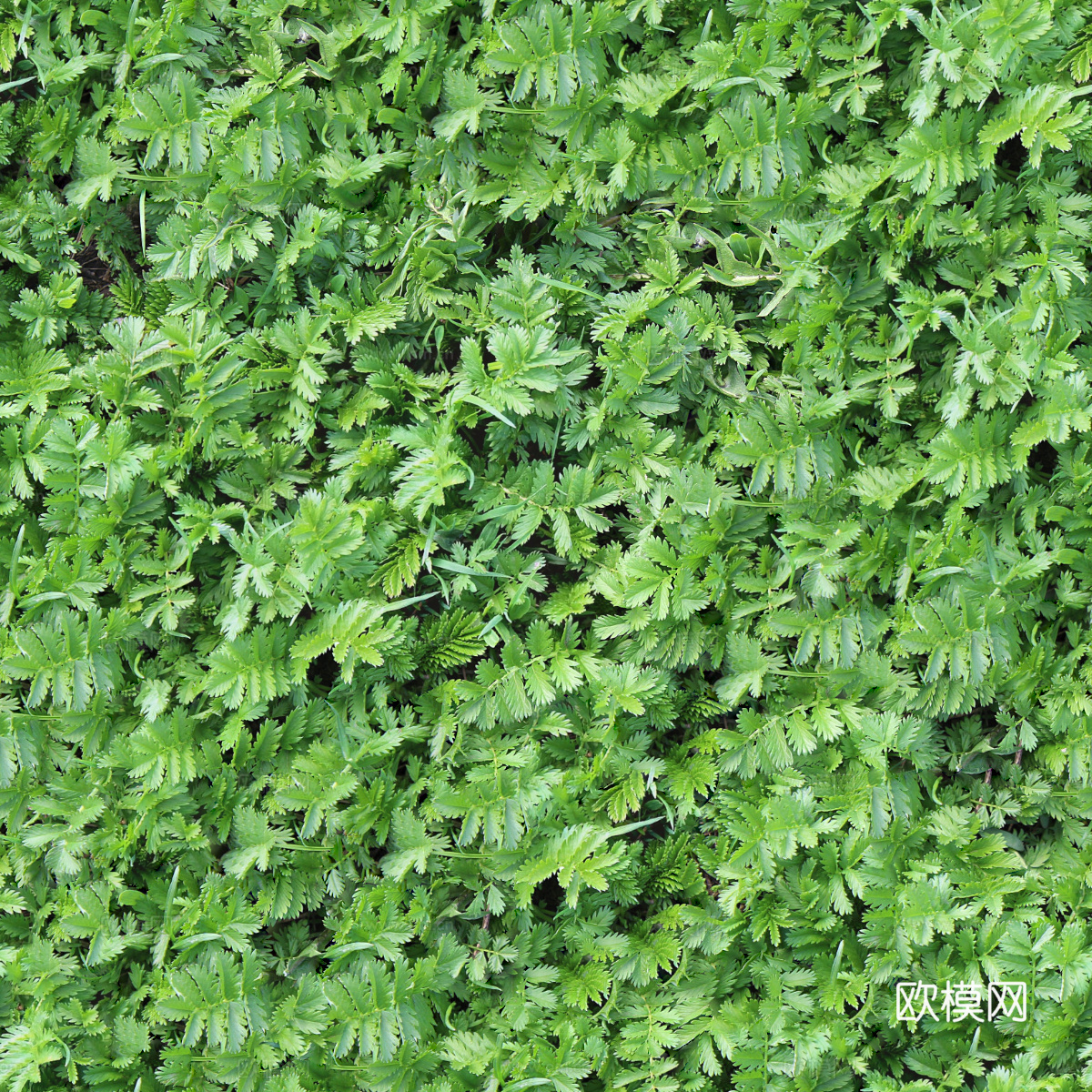 地衣，杂草，野草地60