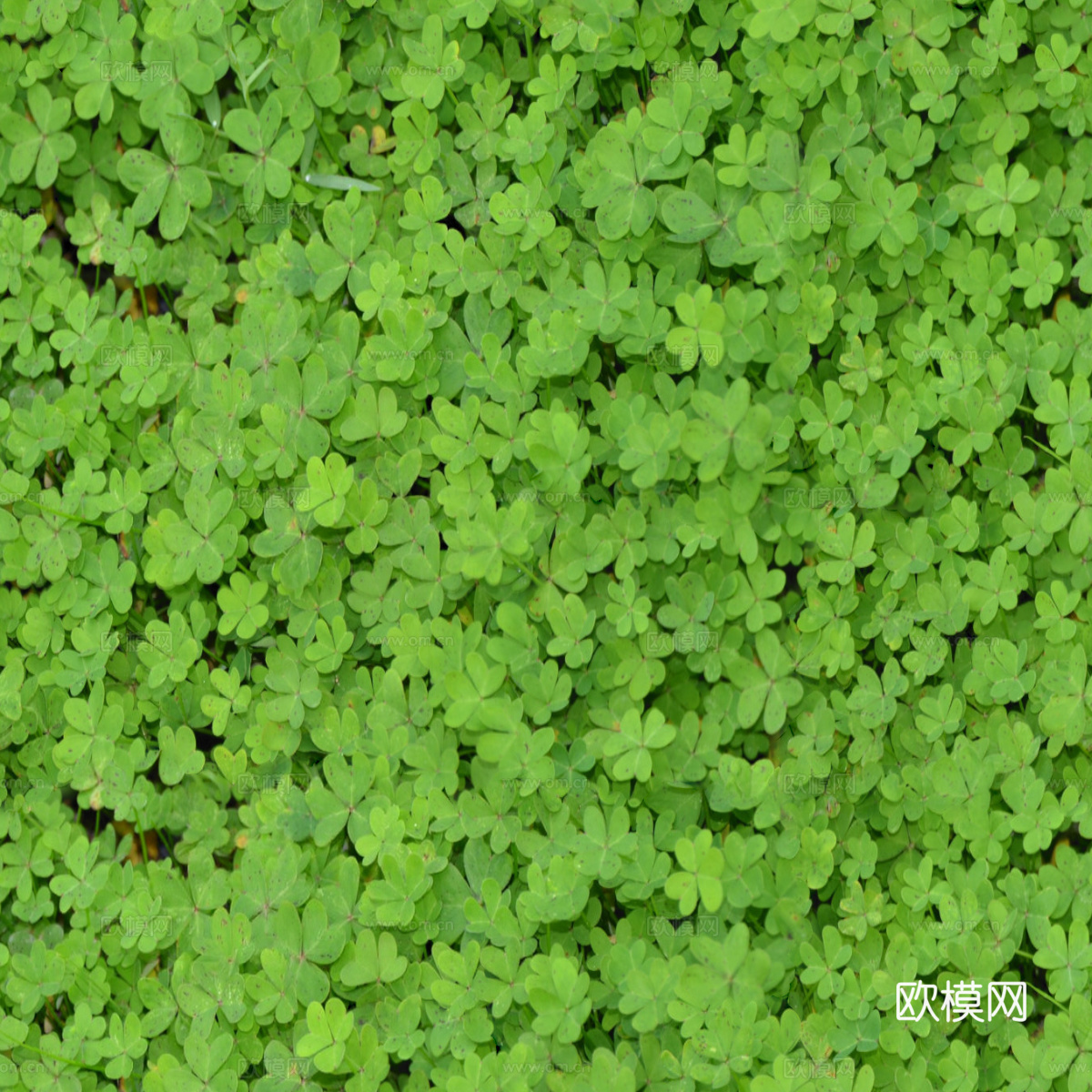 地衣，杂草，野草地12下载