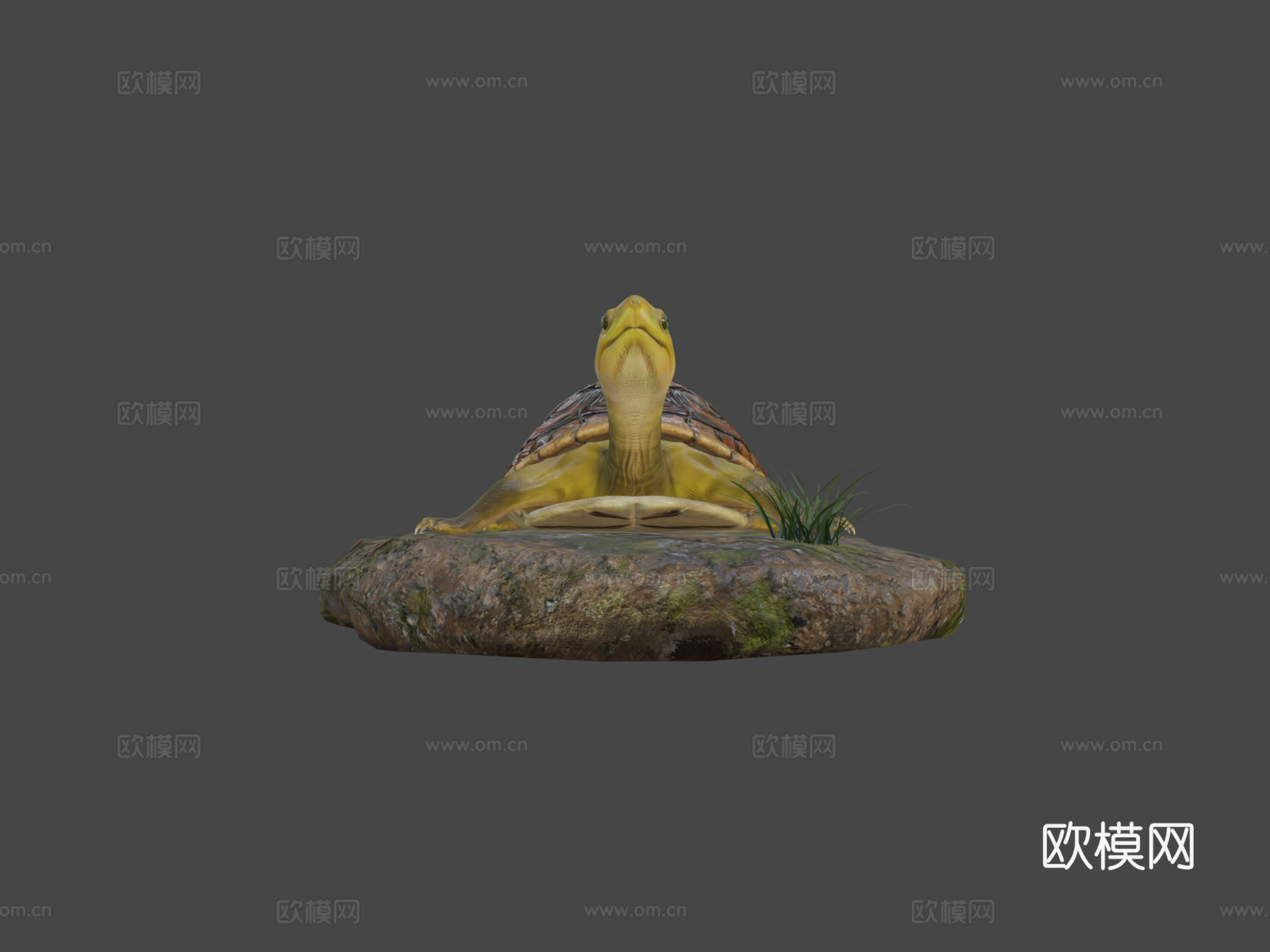 陆龟3d模型下载（渲染图6）