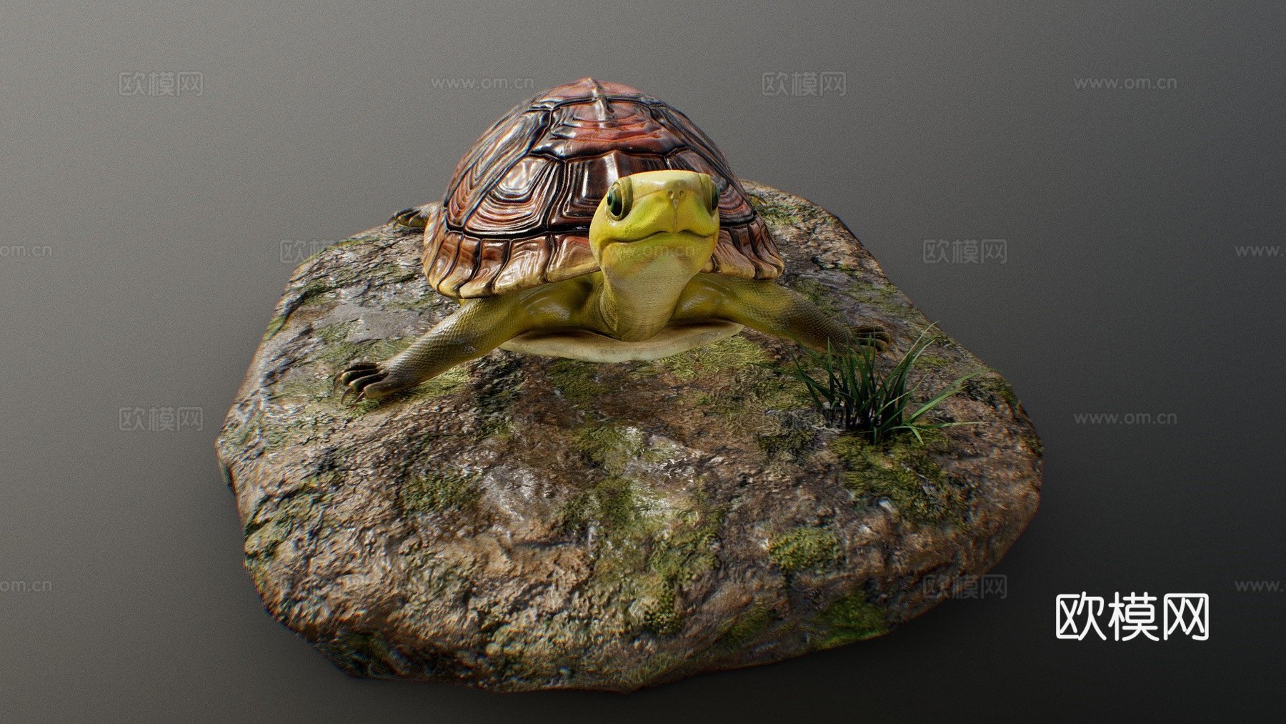 陆龟3d模型下载（渲染图1）