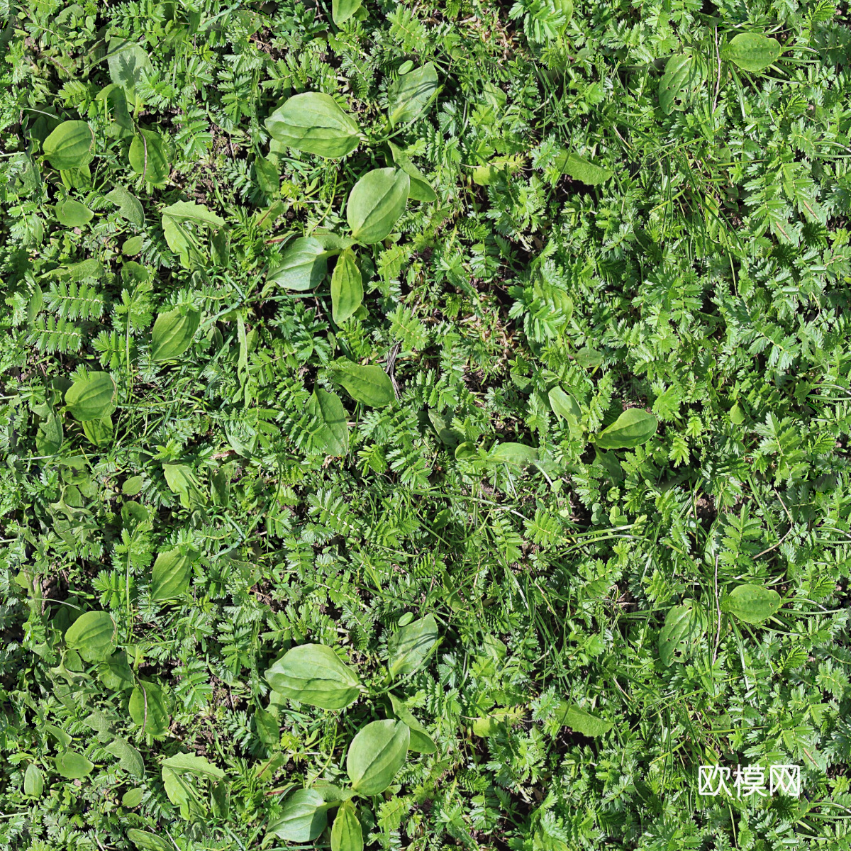 地衣，杂草，野草地59