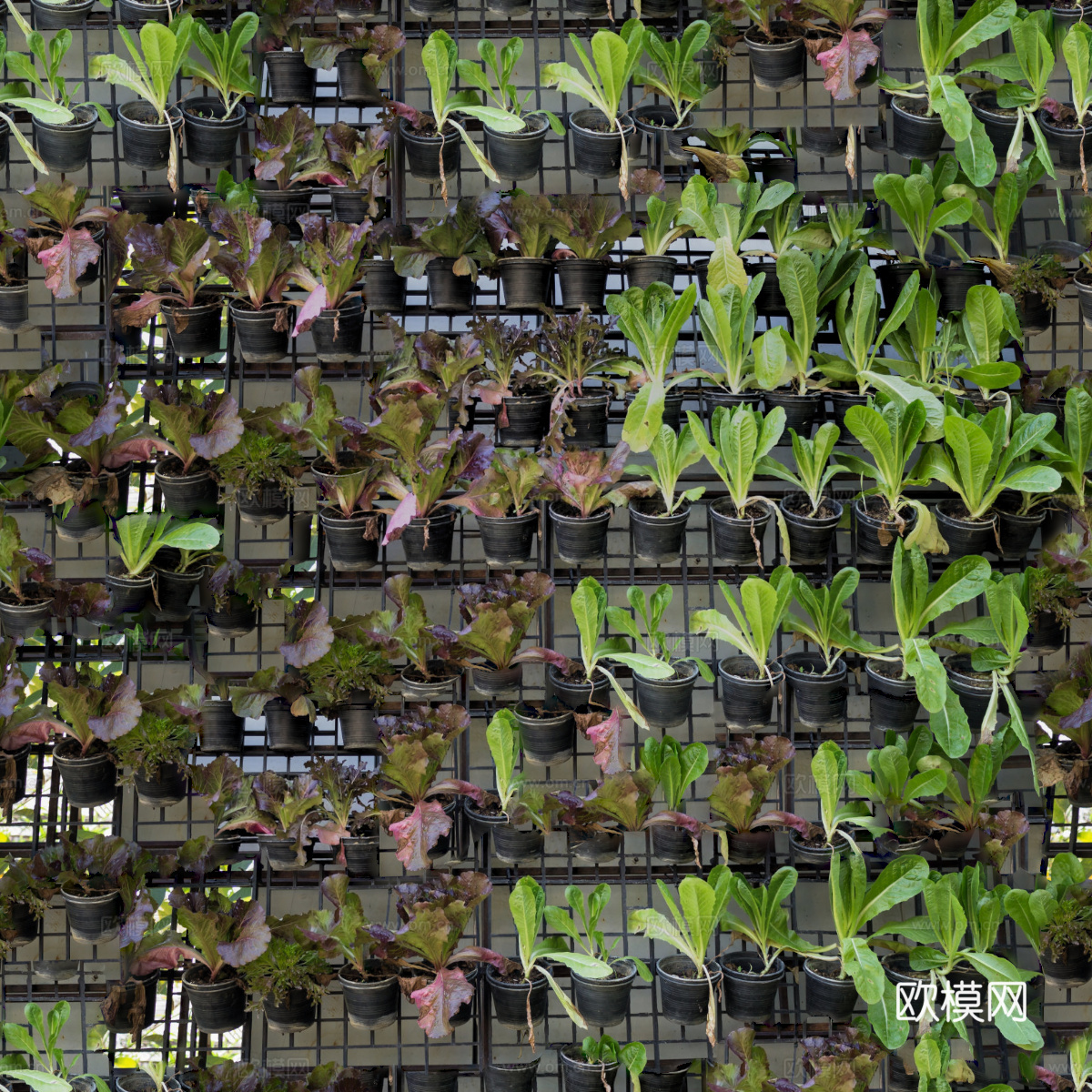 垂直绿植墙，生态绿植墙绿化墙100