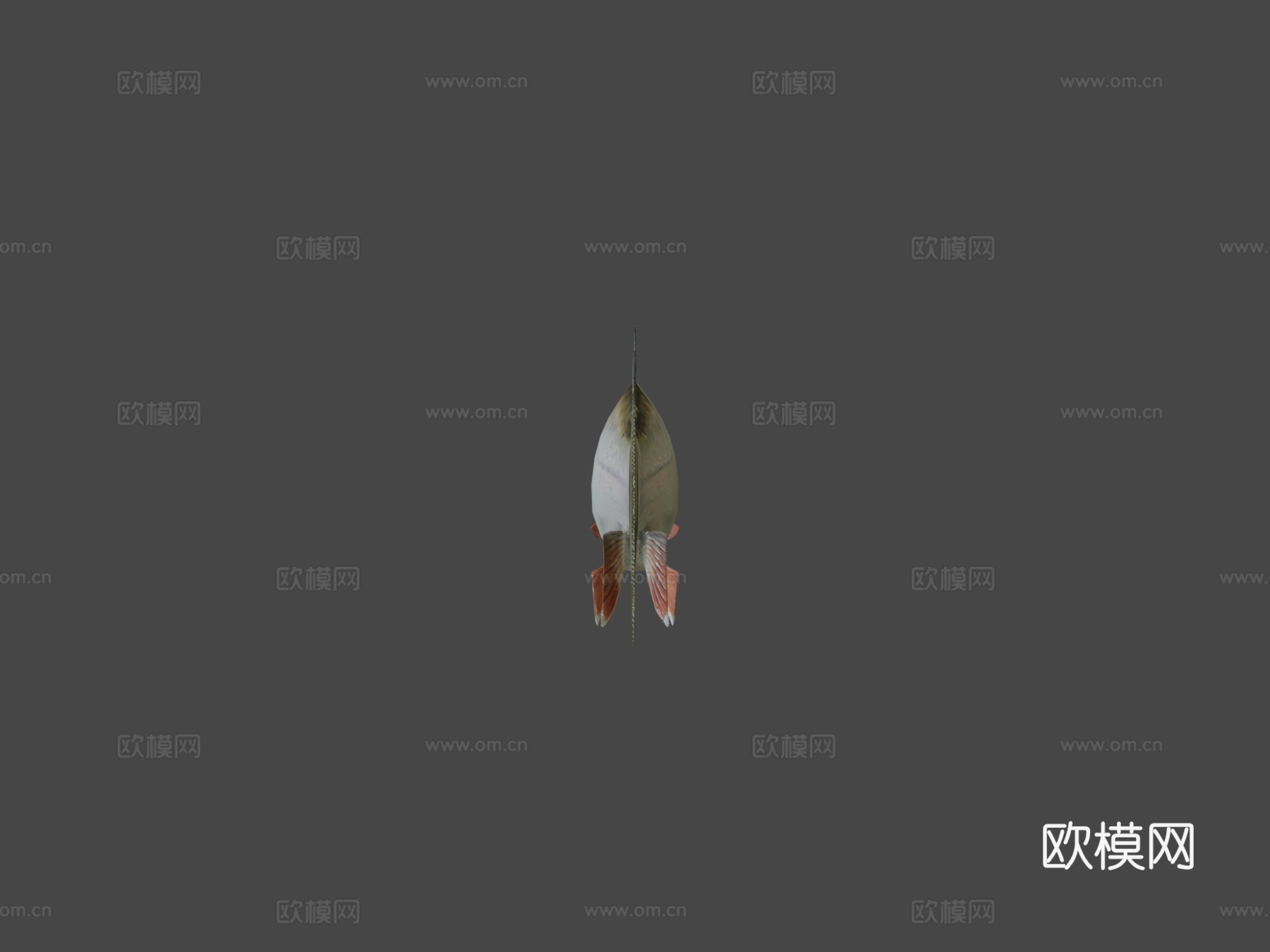 鳟鱼3d模型下载（渲染图5）