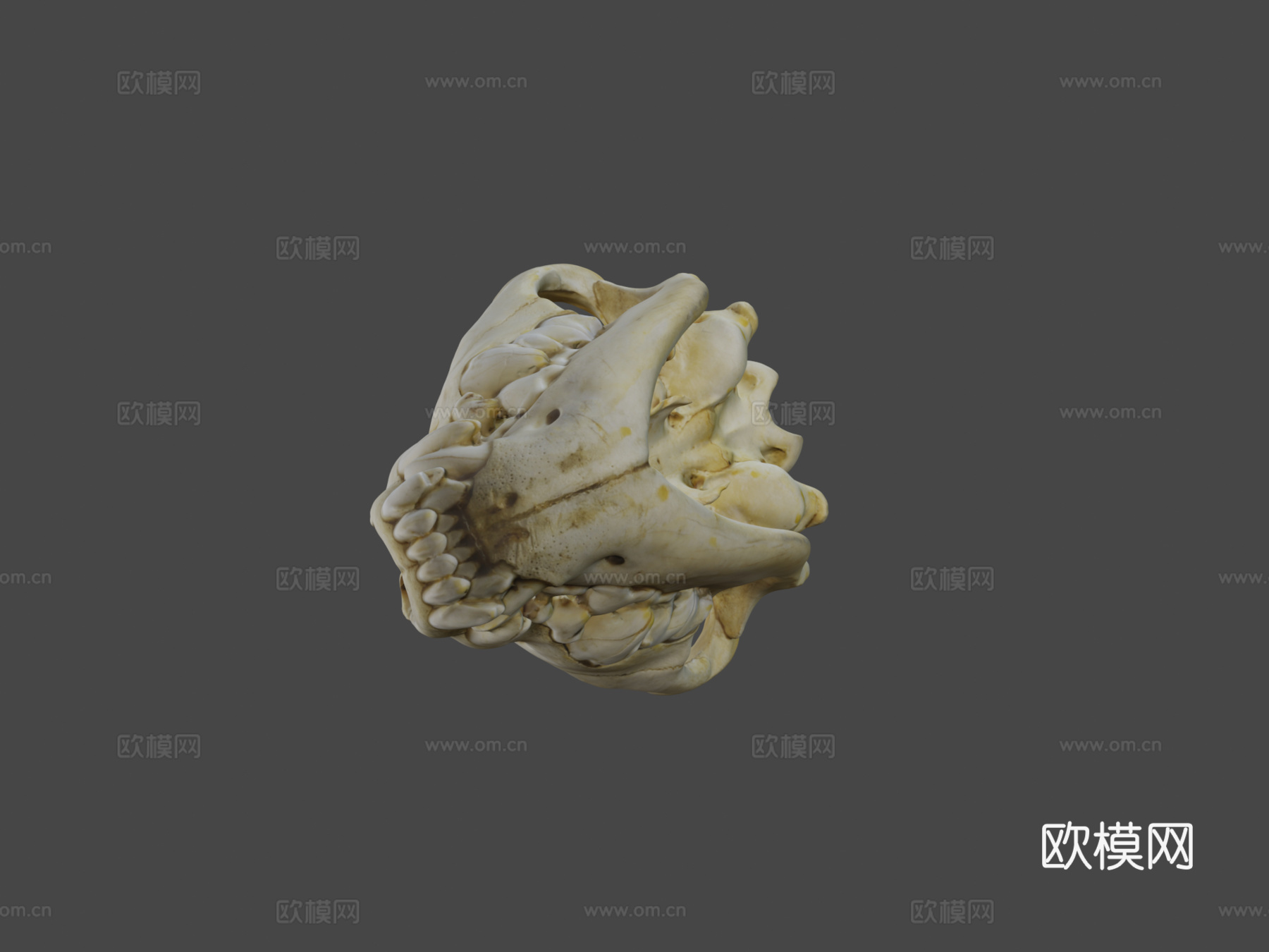 UWYMVMamm5840斑鬣狗头骨3d模型下载（渲染图5）