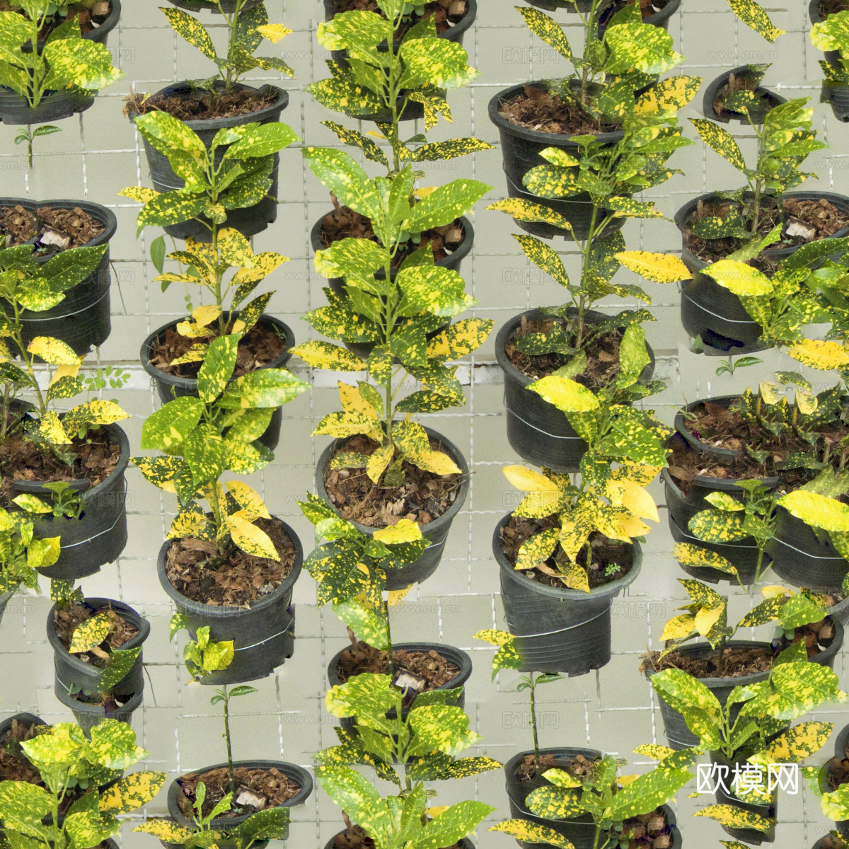 垂直绿植墙，生态绿植墙绿化墙117