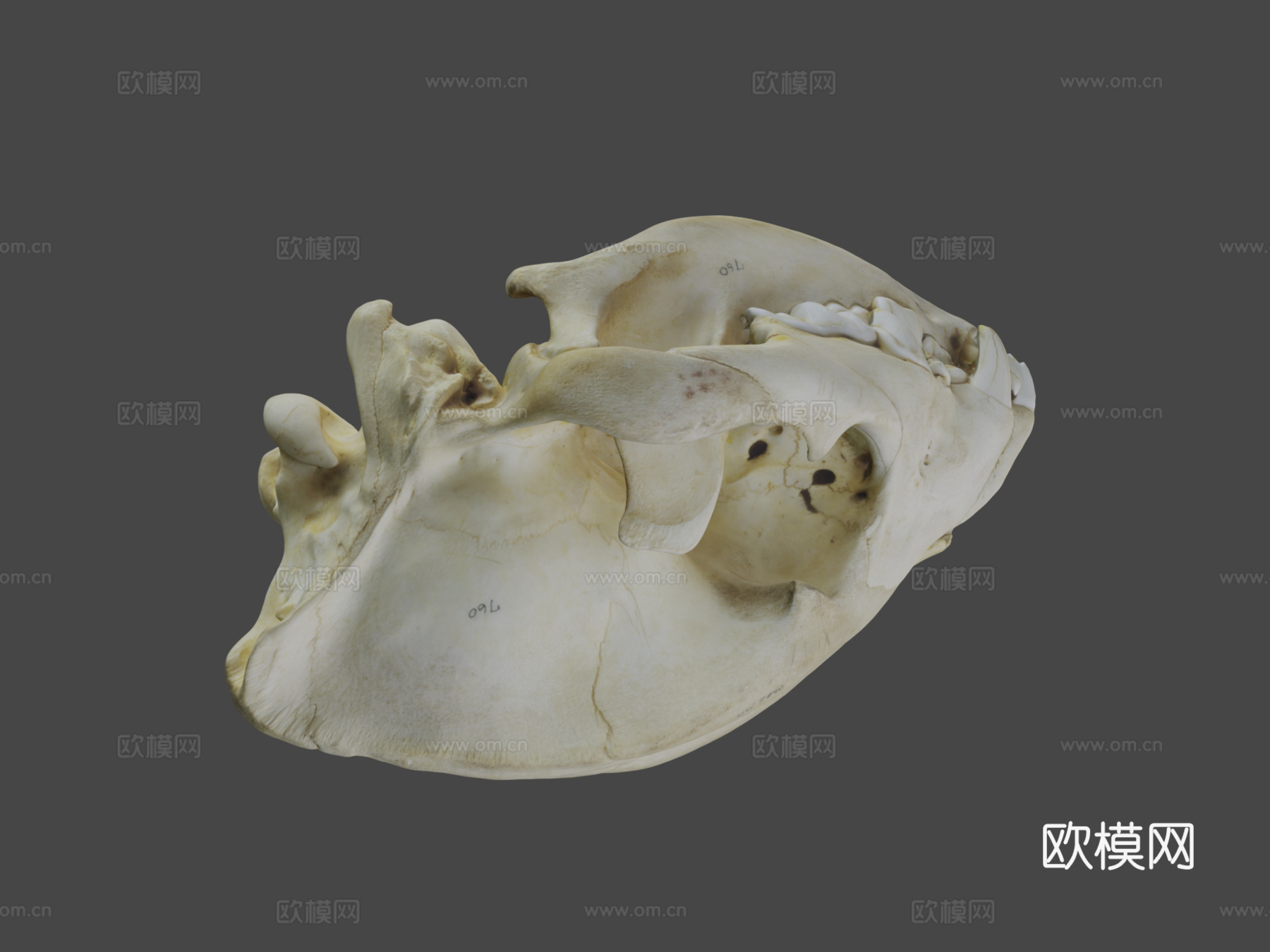 UWYMVMamm5840斑鬣狗头骨3d模型下载（渲染图8）