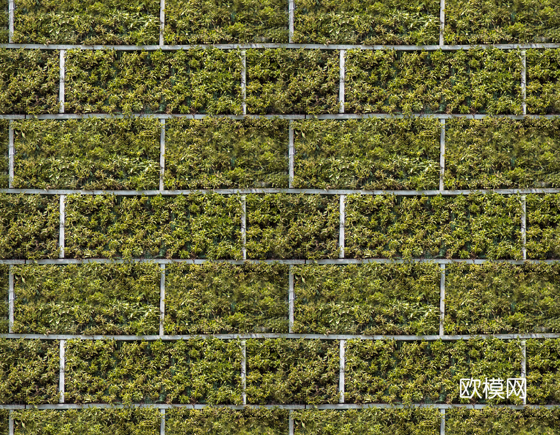 垂直绿植墙，生态绿植墙绿化墙58