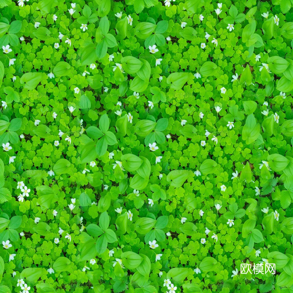 地衣，杂草，野草地69