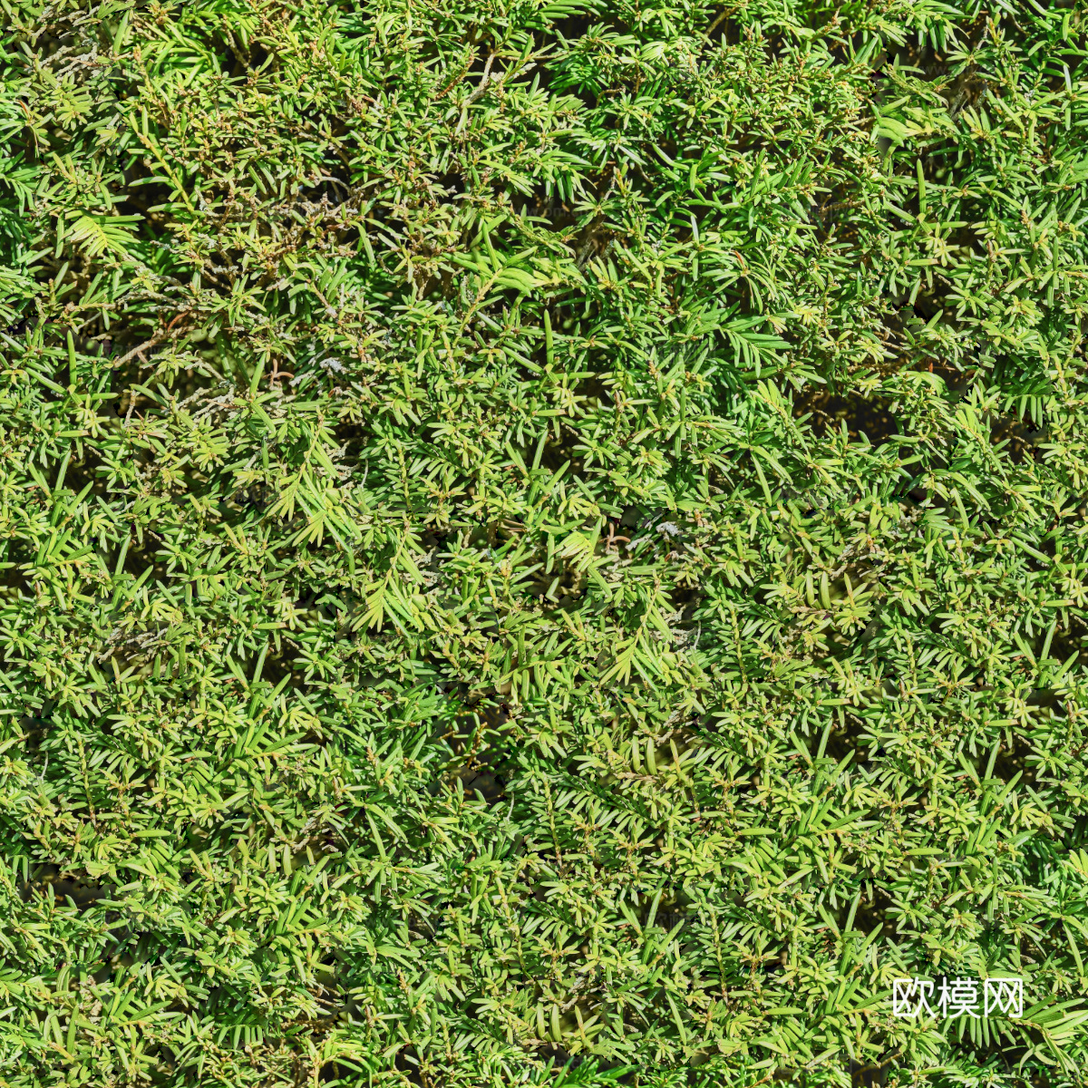 地衣，杂草，野草地54