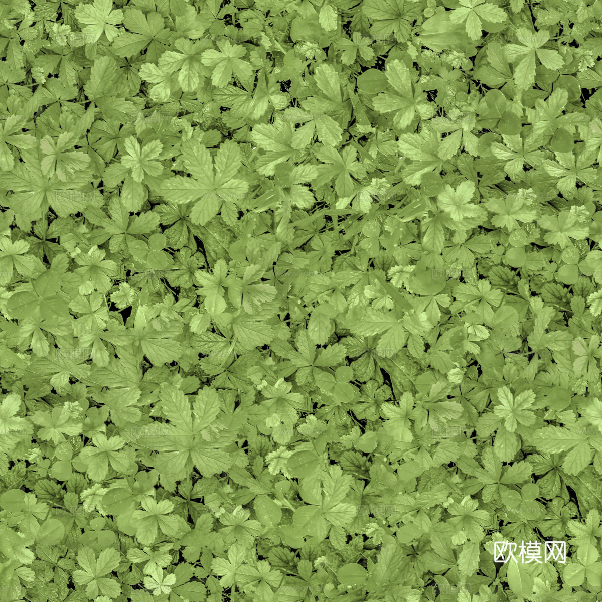 地衣，杂草，野草地30