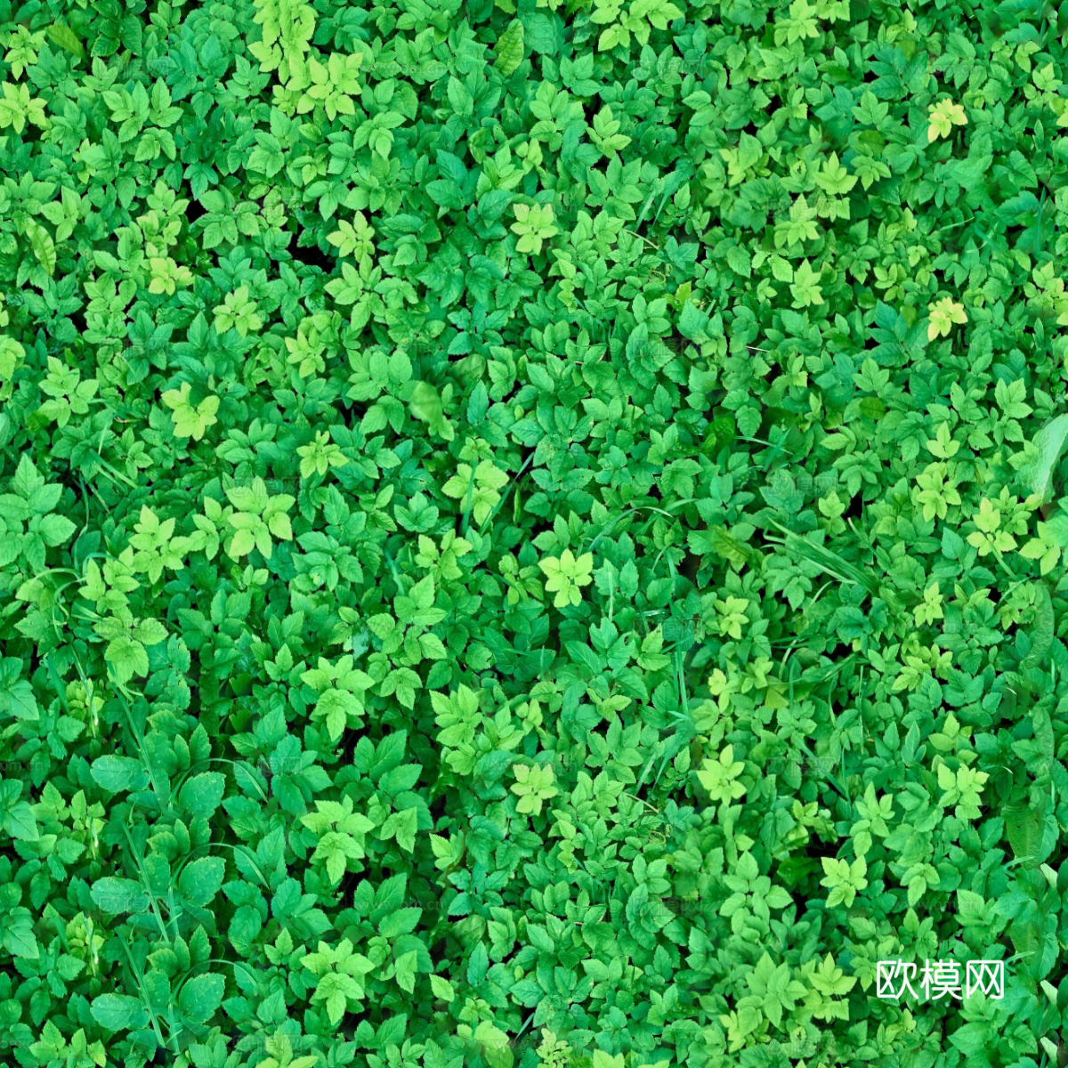 地衣，杂草，野草地45下载