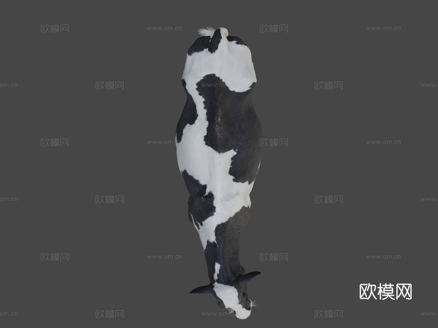 奶牛美丽动物nyilonelycompanytheappgo3d模型下载（渲染图6）