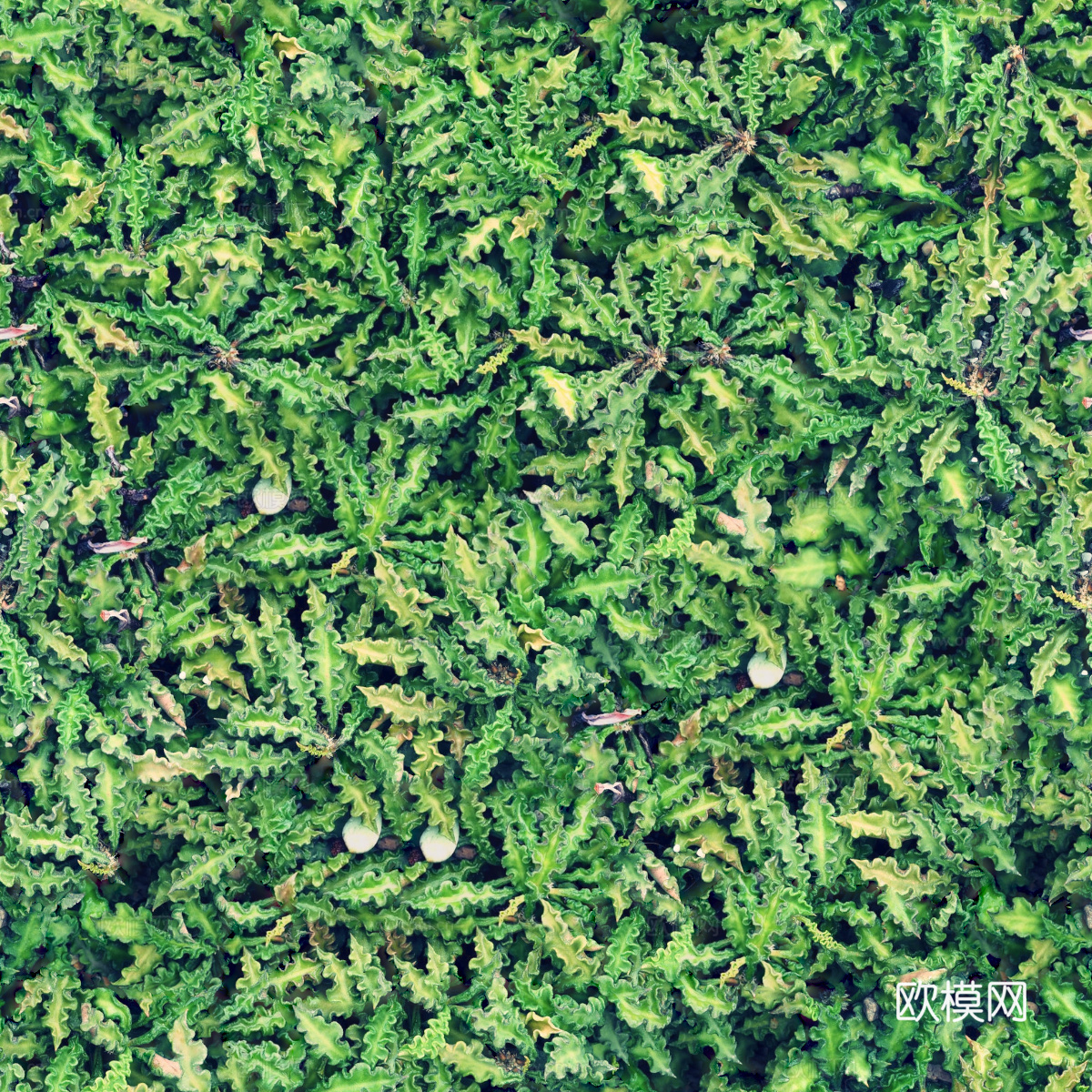 地衣，杂草，野草地14