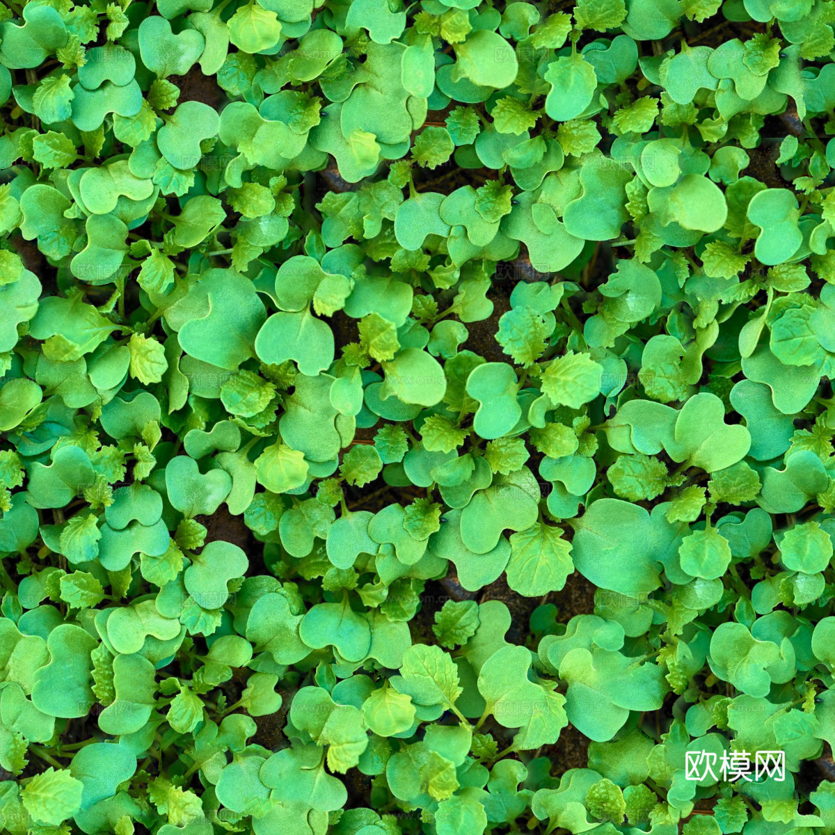 地衣，杂草，野草地37