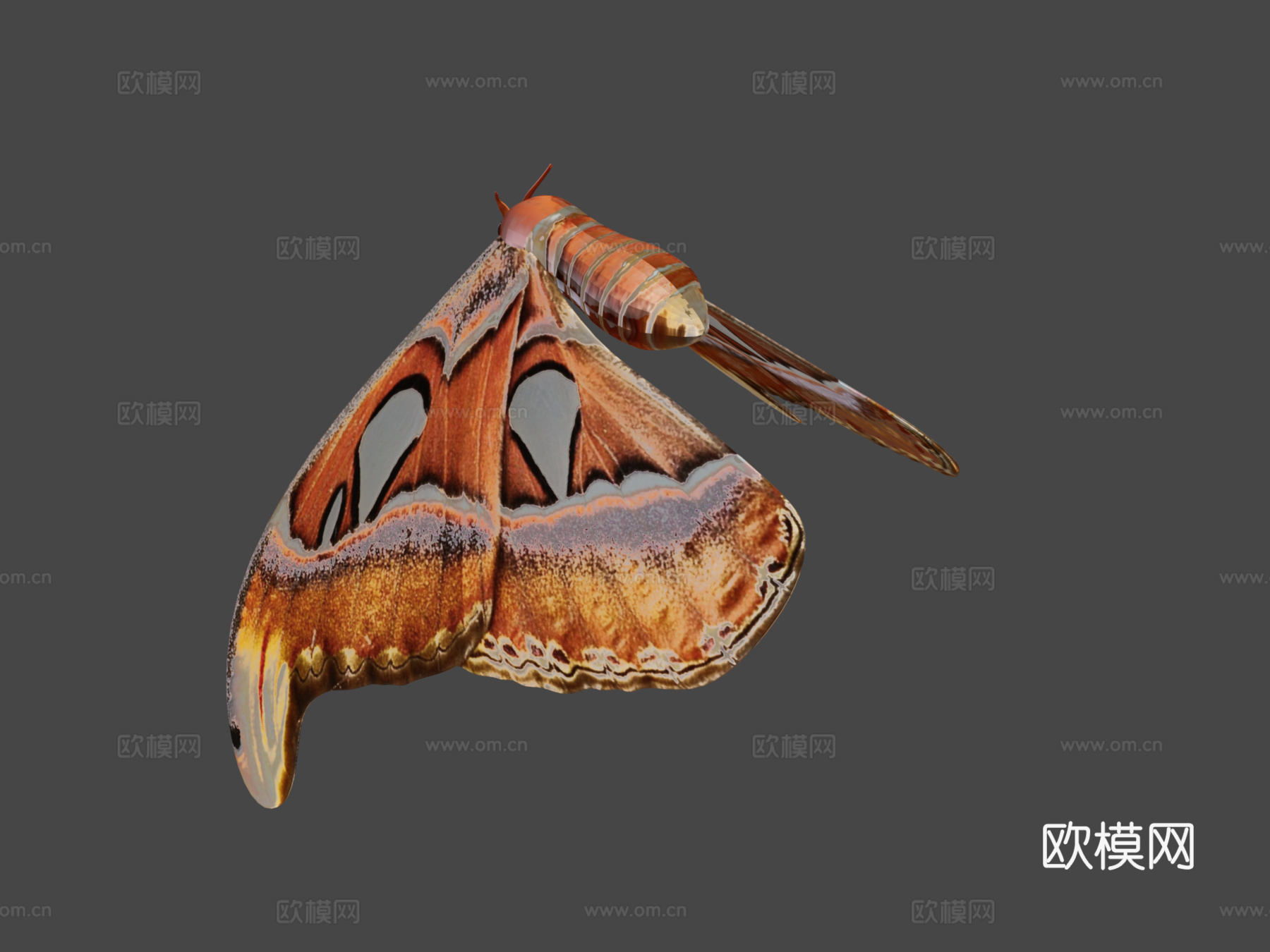 阿特拉斯蛾蝴蝶蛾3d模型下载（渲染图8）