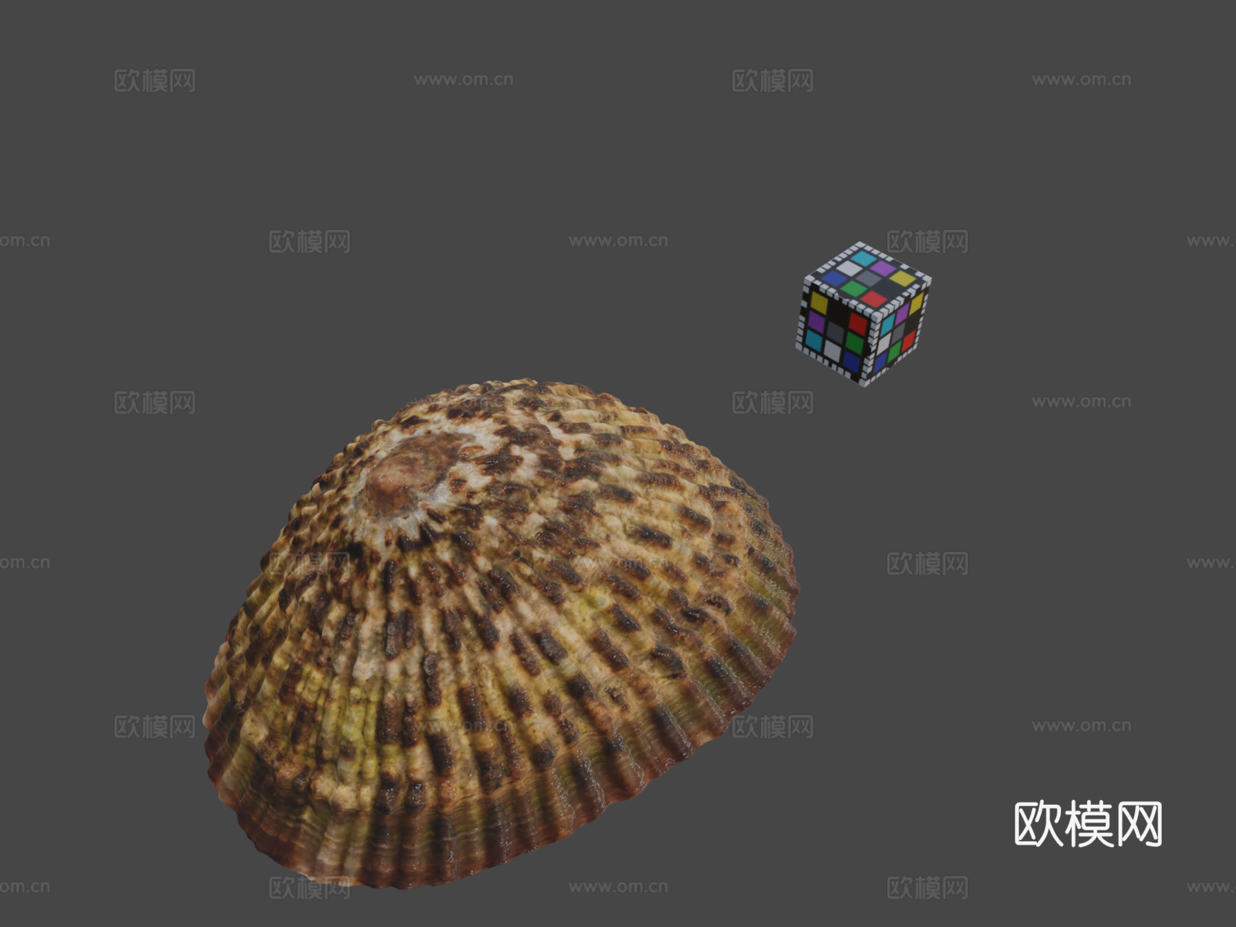 CC0琥珀伞日本格氏帽贝C.grata3d模型下载（渲染图1）