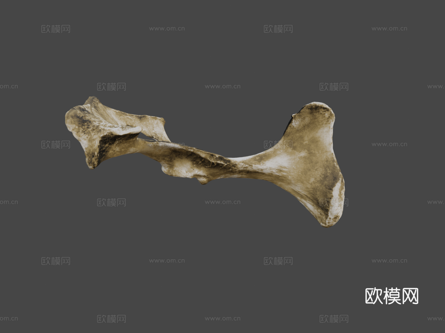 牛科髋骨3d模型下载（渲染图6）