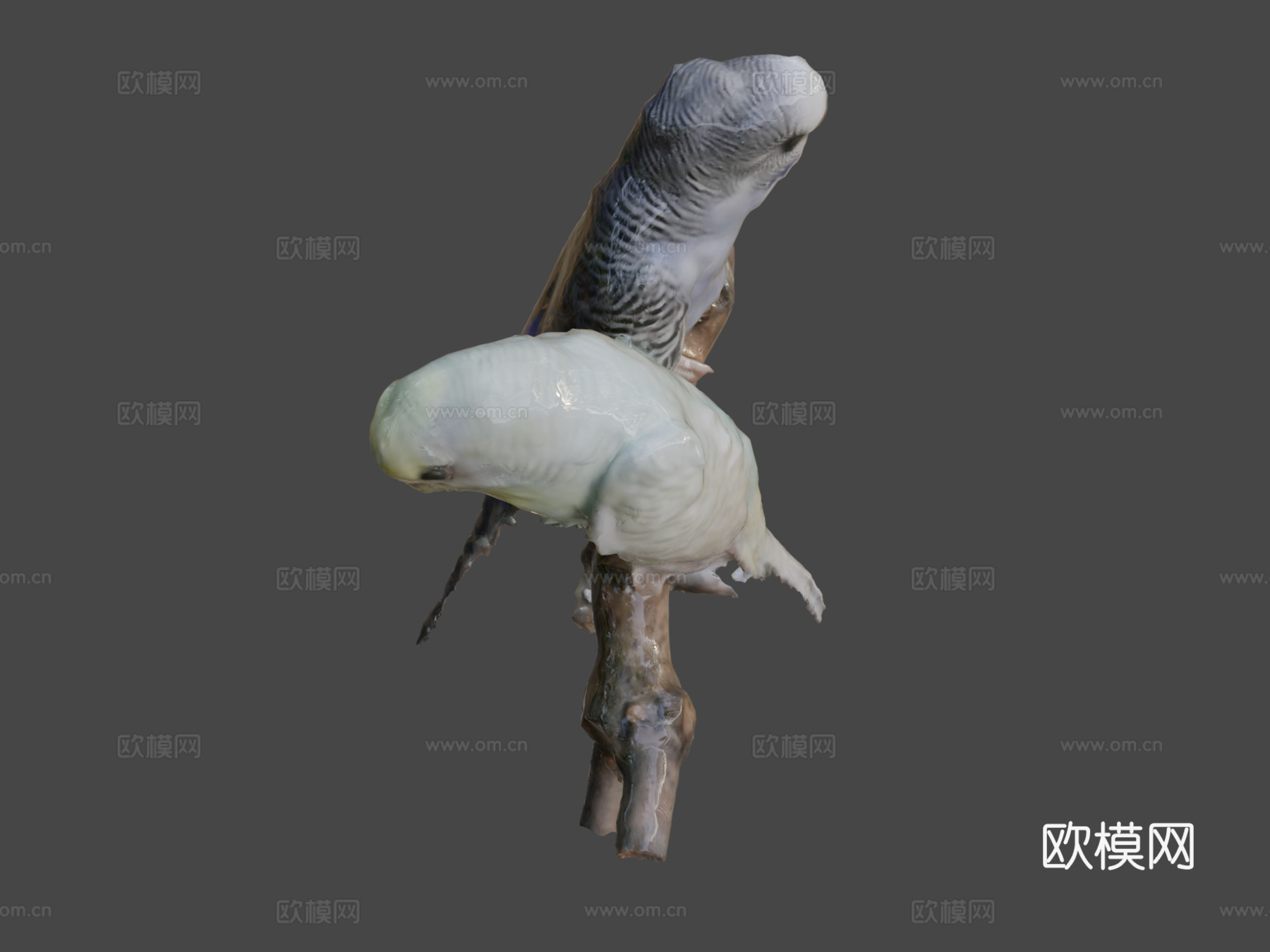 两只长尾鹦鹉带声音3d模型下载（渲染图8）