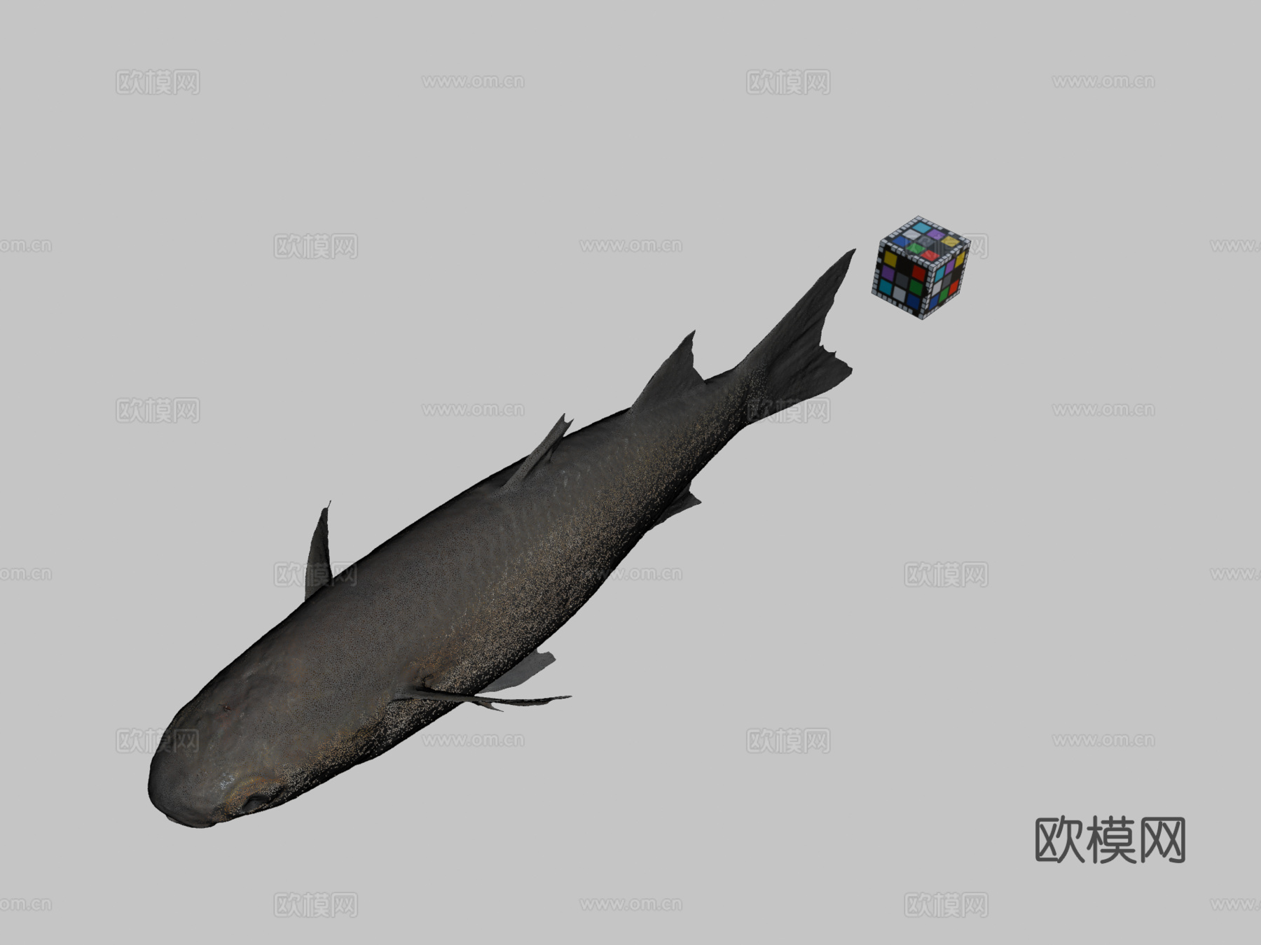 CC0大鳞鲻鱼3d模型下载（渲染图2）