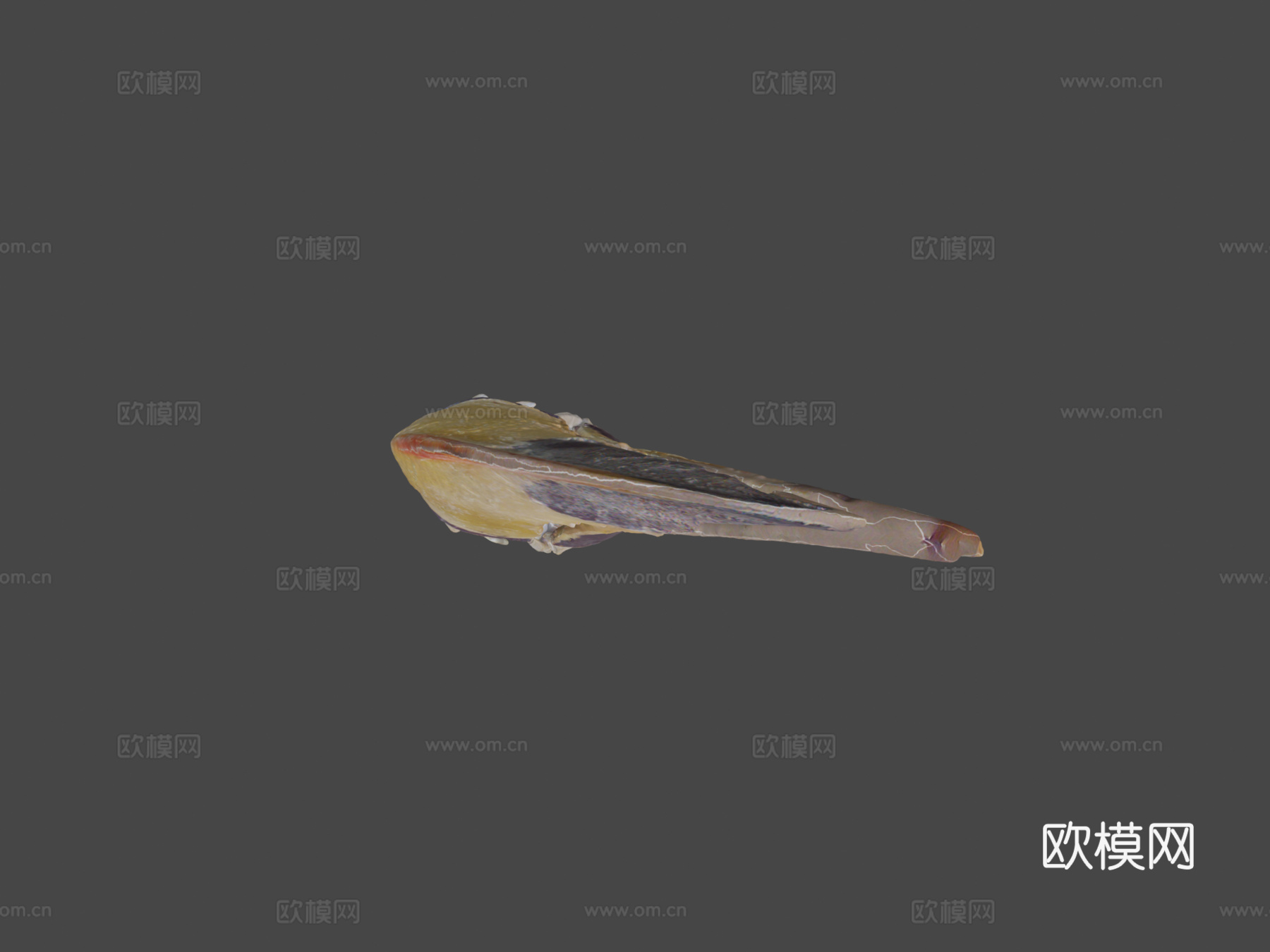 巨嘴鸟托哥巨嘴鸟3d模型下载（渲染图5）