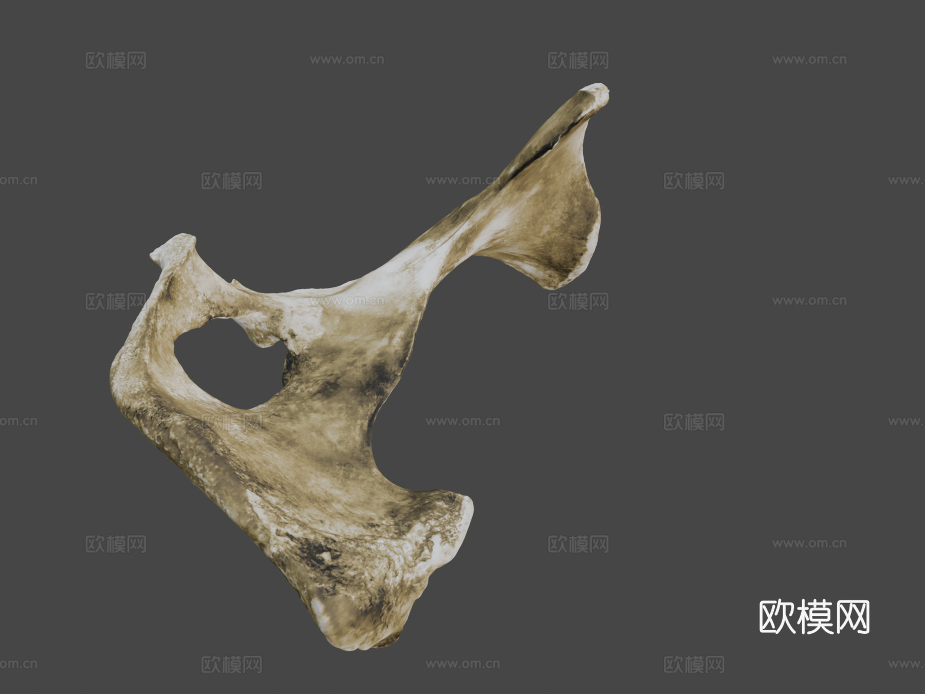 牛科髋骨3d模型下载（渲染图8）