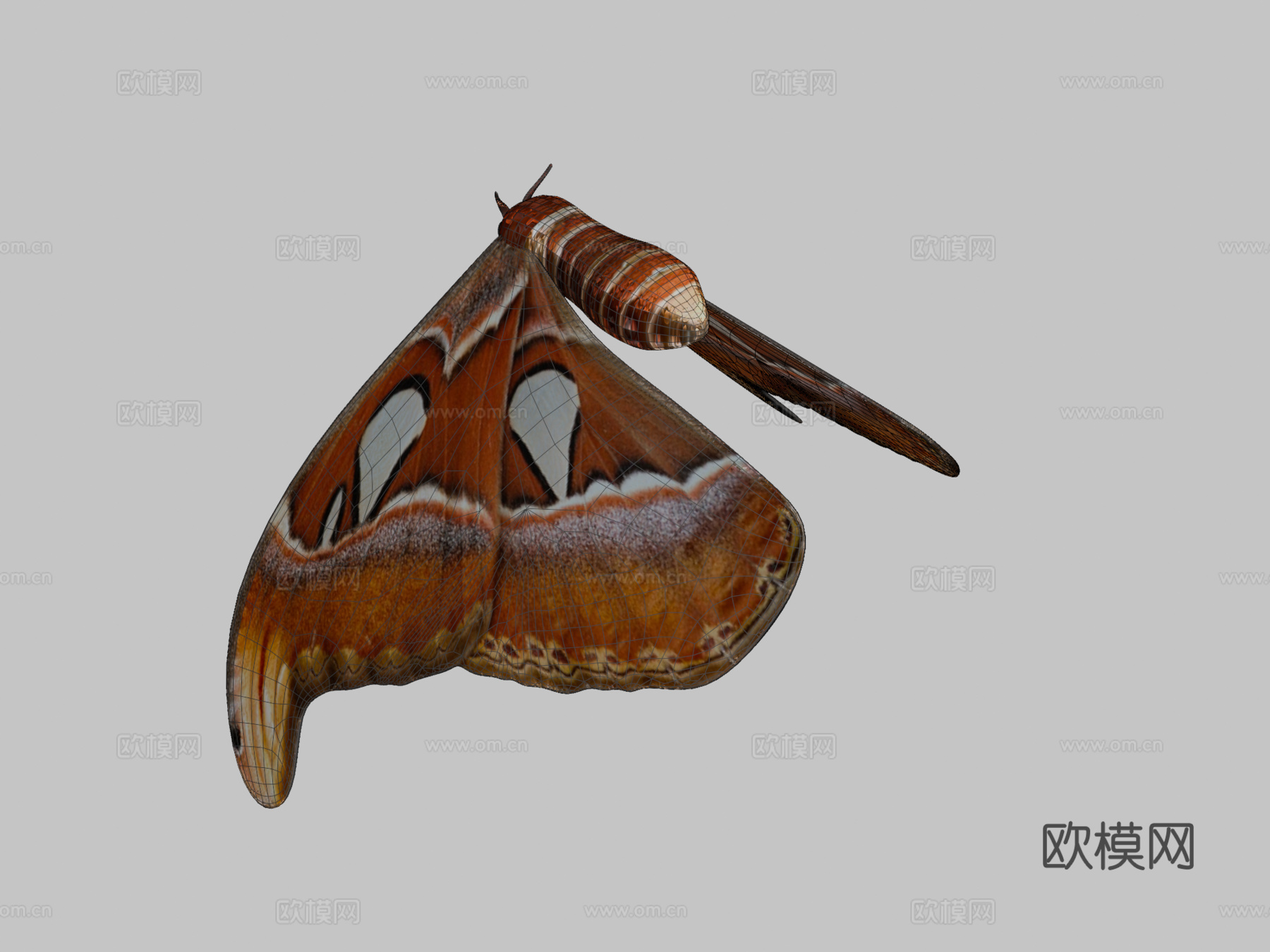 阿特拉斯蛾蝴蝶蛾3d模型下载（渲染图2）