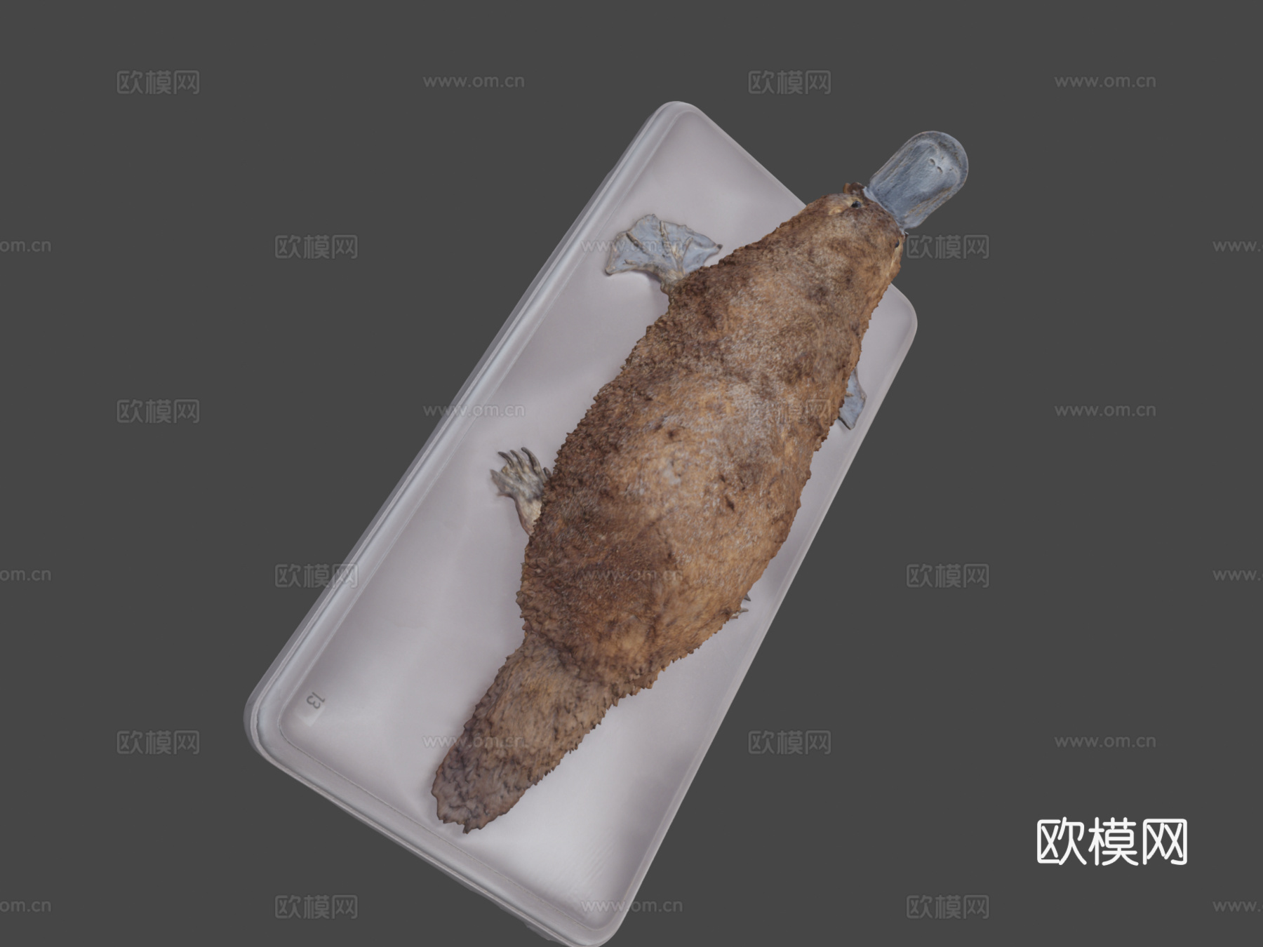 鸭嘴兽3d模型下载（渲染图1）