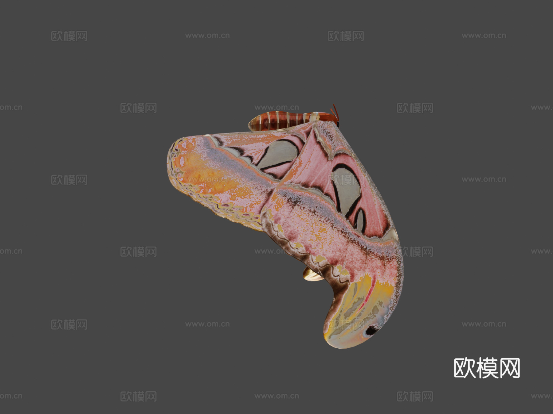 阿特拉斯蛾蝴蝶蛾3d模型下载（渲染图6）