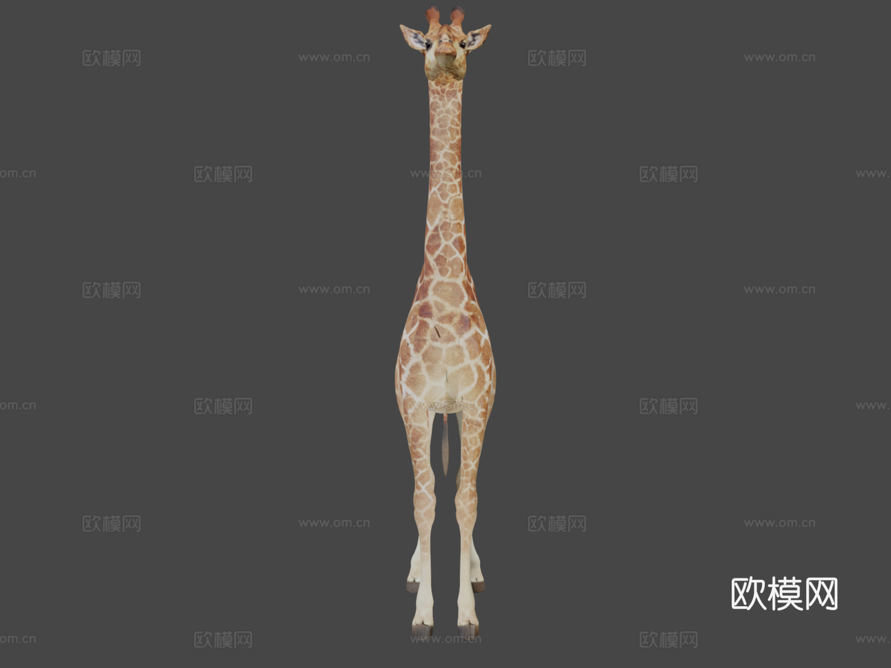 闪亮长颈鹿3d模型下载（渲染图6）