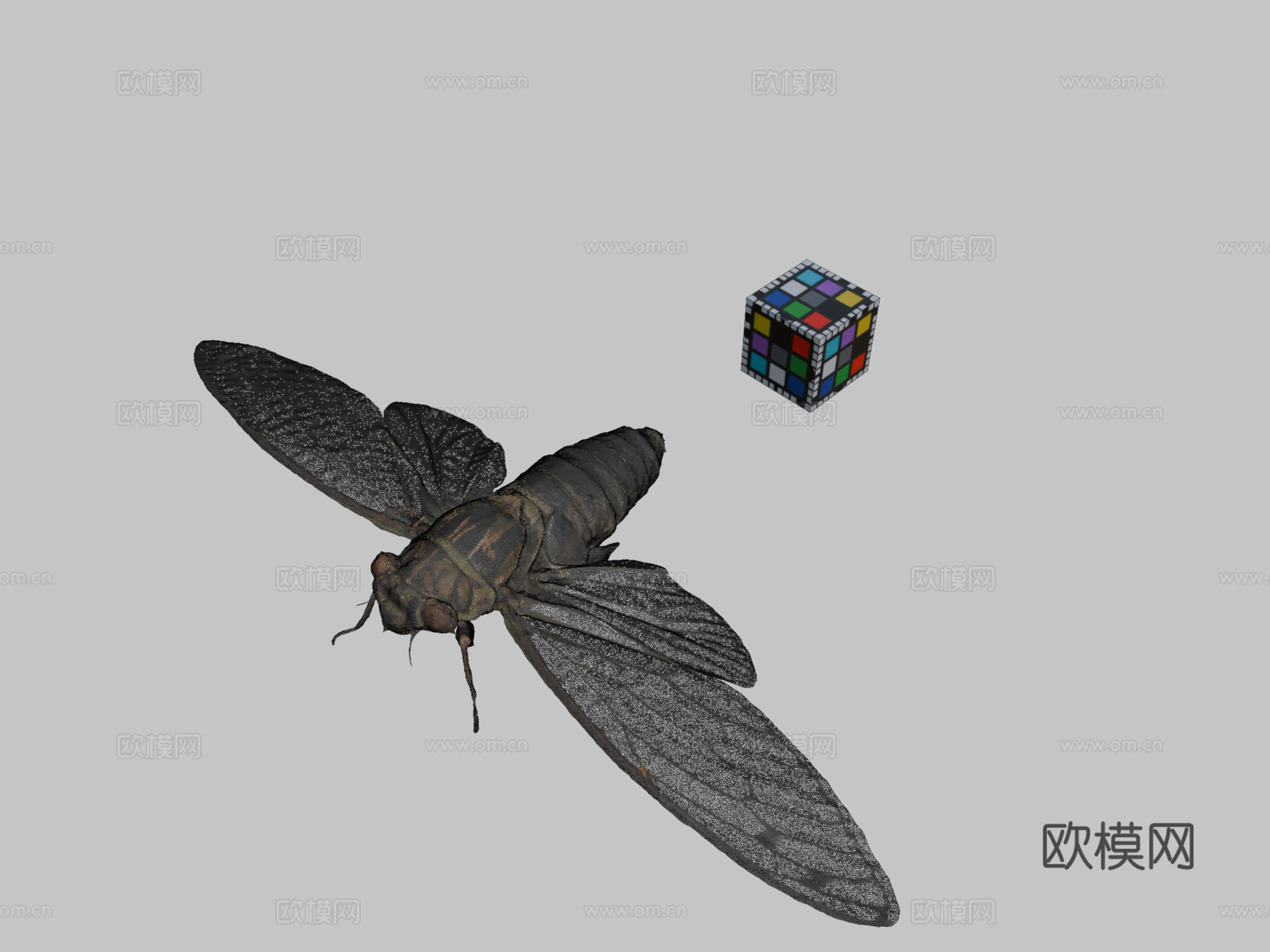 CC0 ツクツクボウシ  月月步行者蝉3d模型下载（渲染图2）